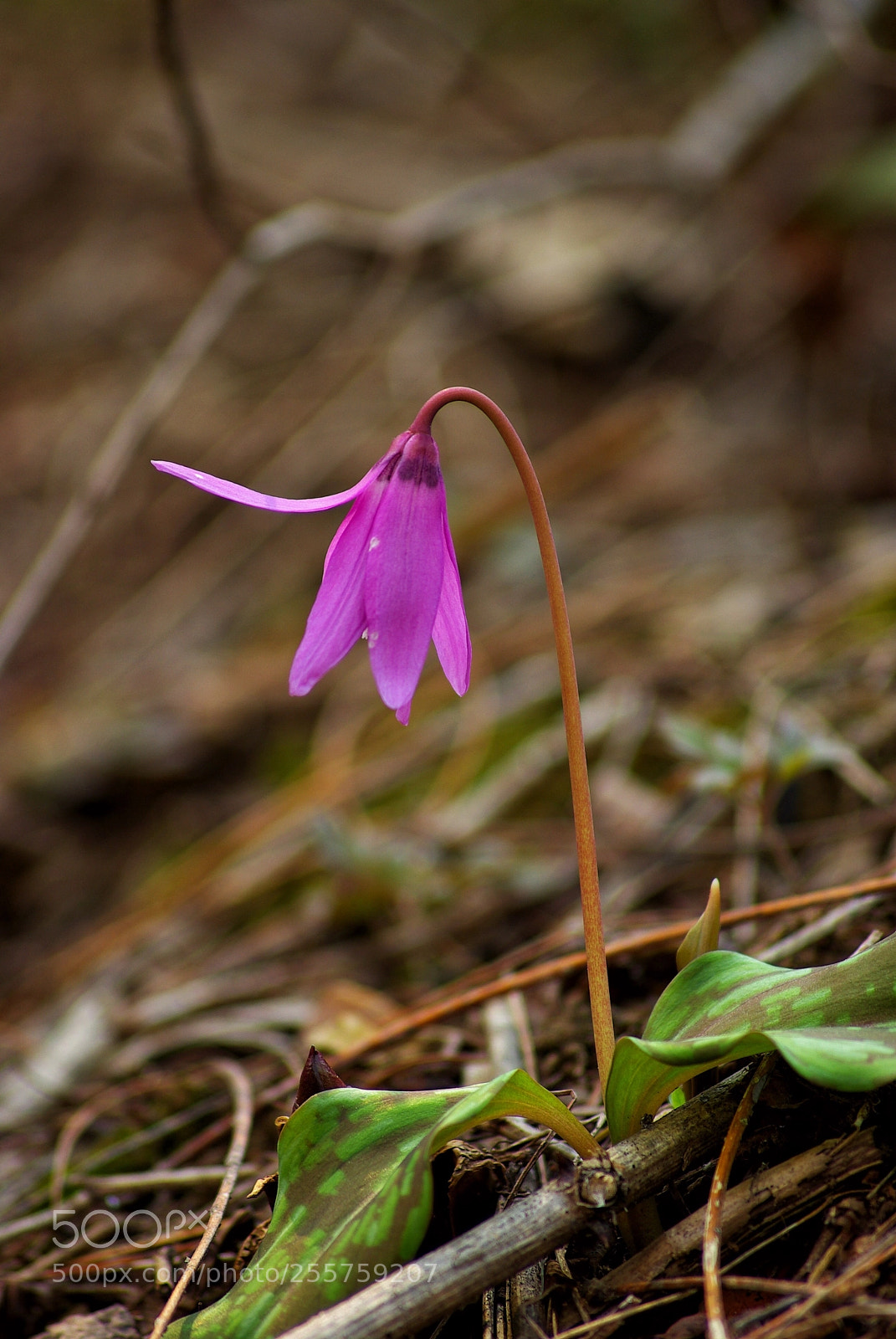 Pentax K10D sample photo. Spring forest photography