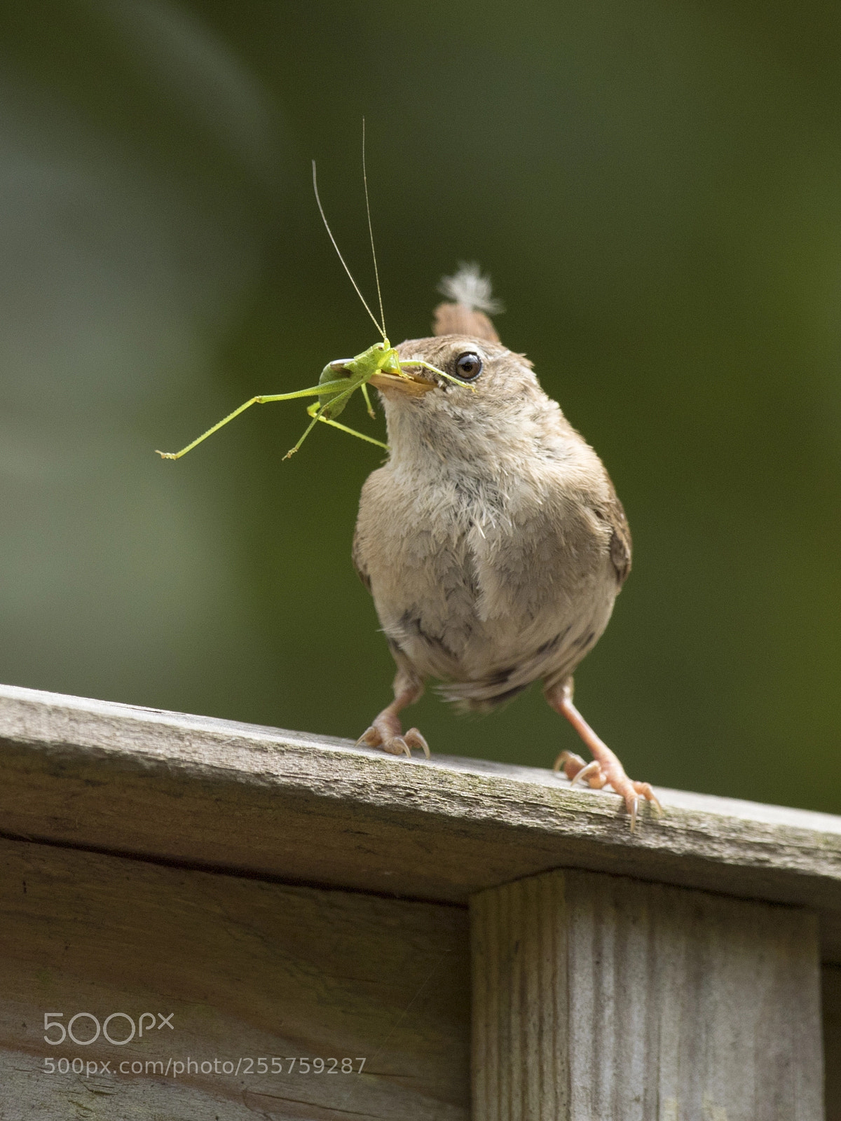 Canon EOS 7D Mark II sample photo. Poor hopper! photography