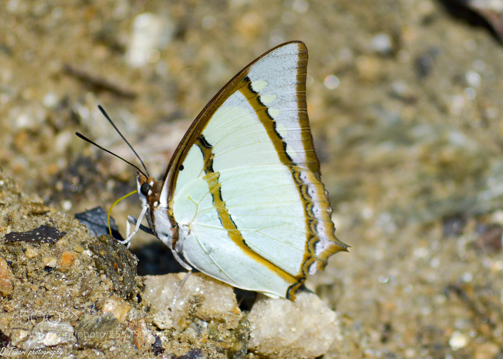 Nikon D3200 sample photo. Butterfly photography