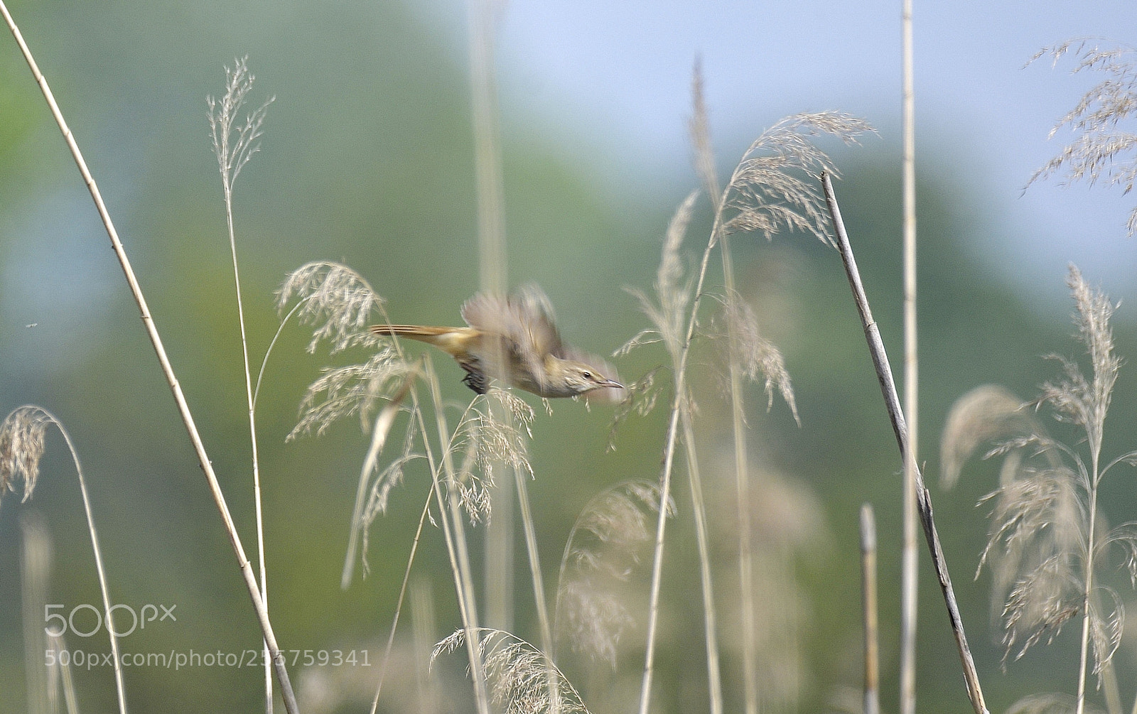 Nikon D610 sample photo. La cannaiola - escape photography