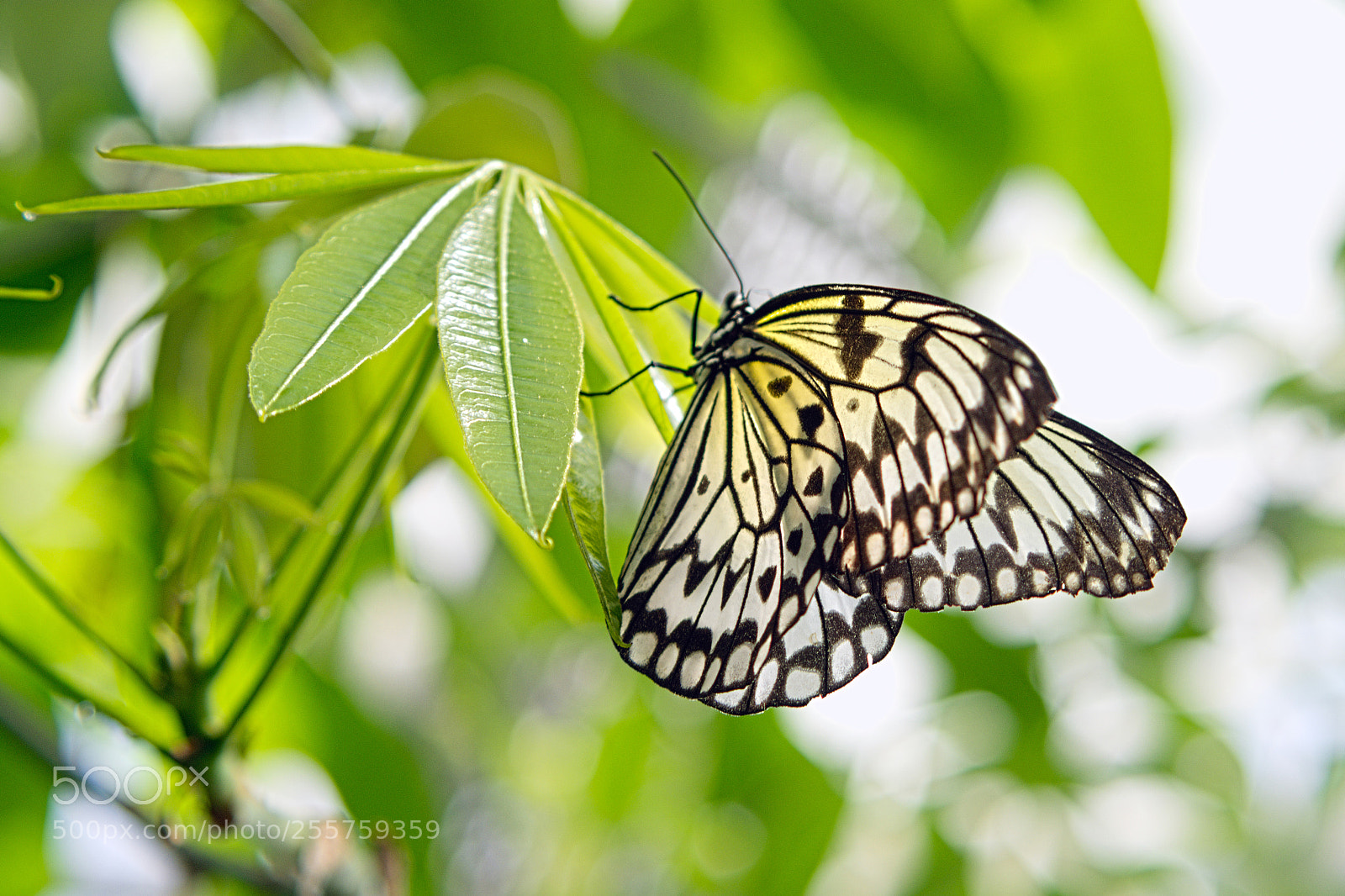Pentax K-S2 sample photo. Butterfly photography