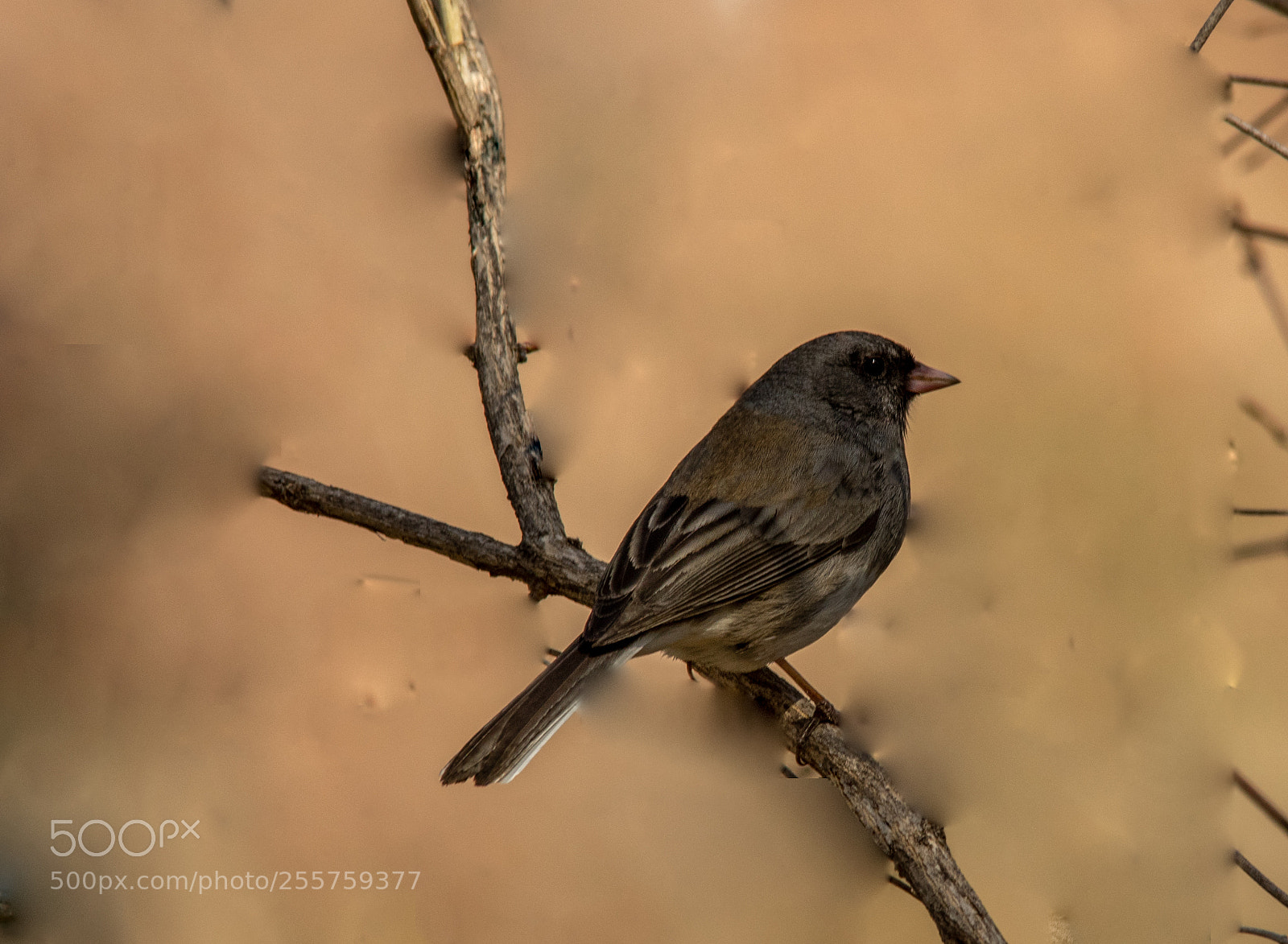 Pentax K-3 II sample photo. Sparrow on a branch photography