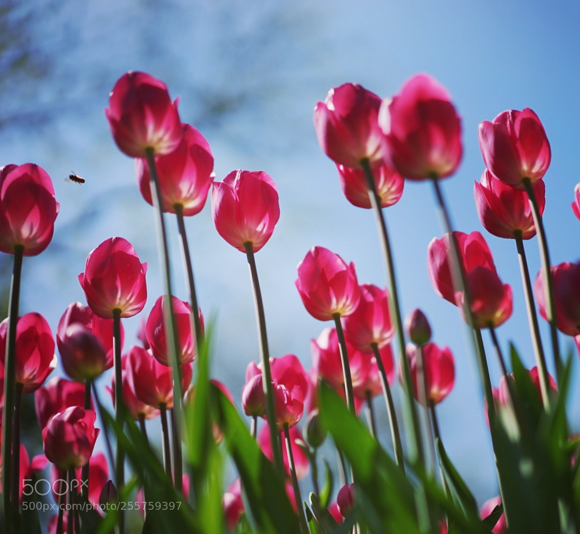 Sony a7 II sample photo. Like a bee photography