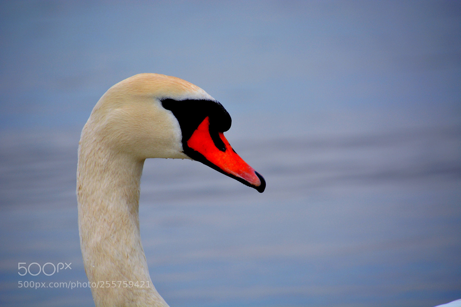 Nikon D5200 sample photo. Portrait photography