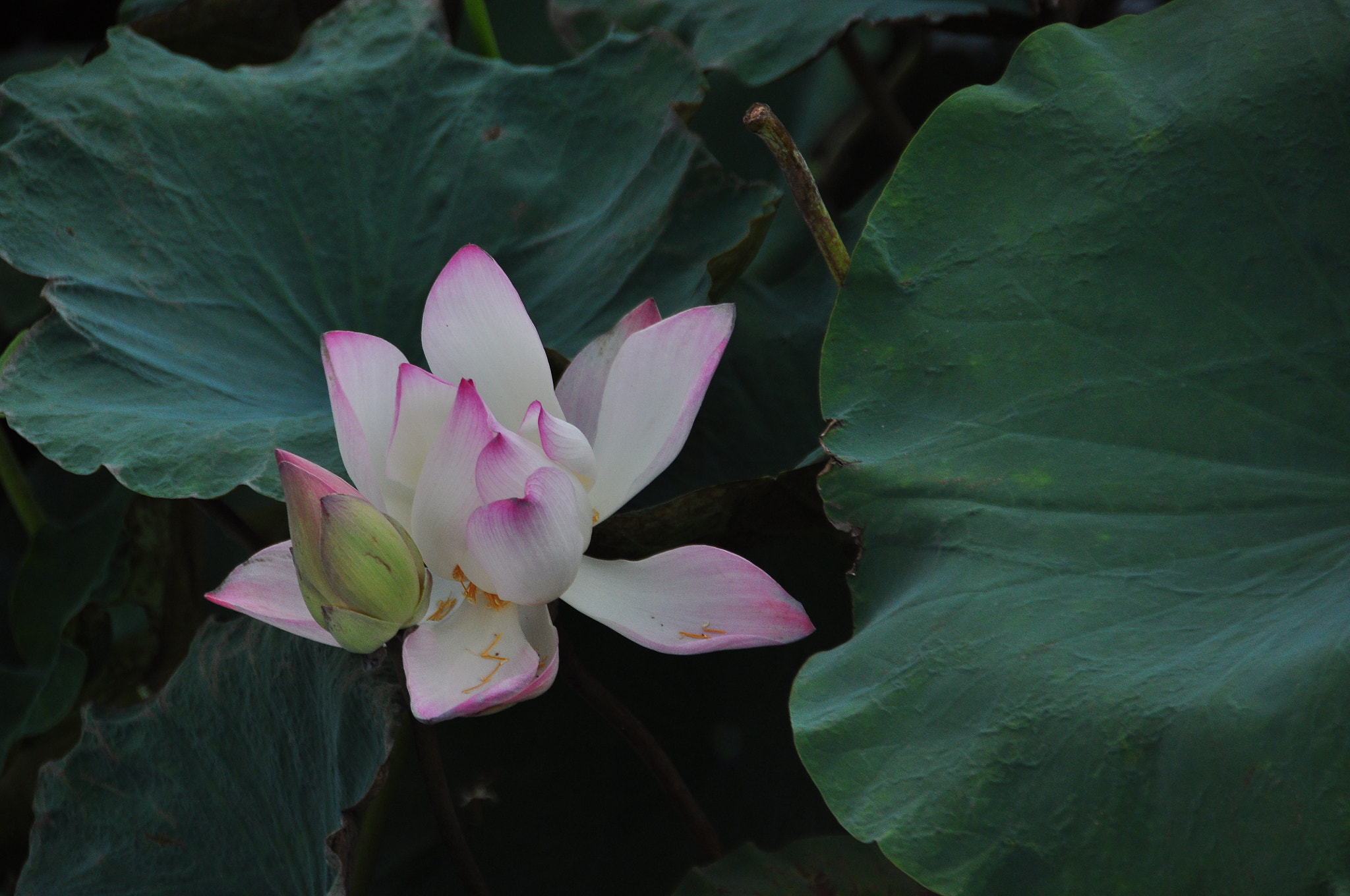 Nikon D90 sample photo. Lotus flower (3) photography