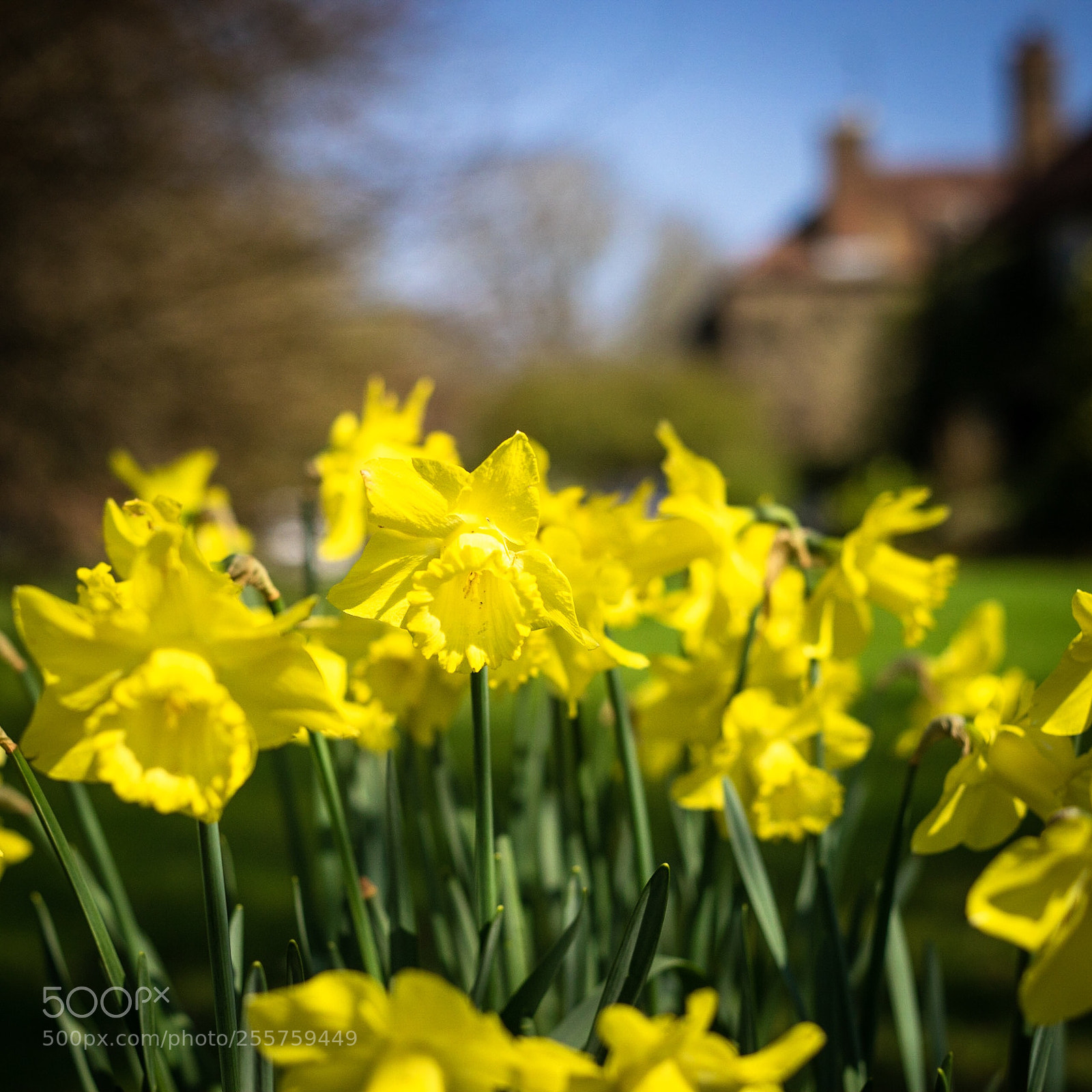 Sony a7R sample photo. Spring  photography
