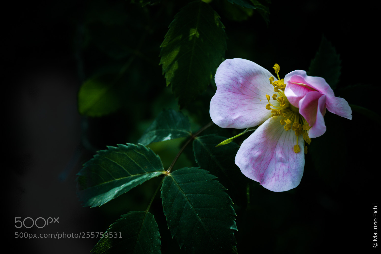Sony a6000 sample photo. Hidden spring photography