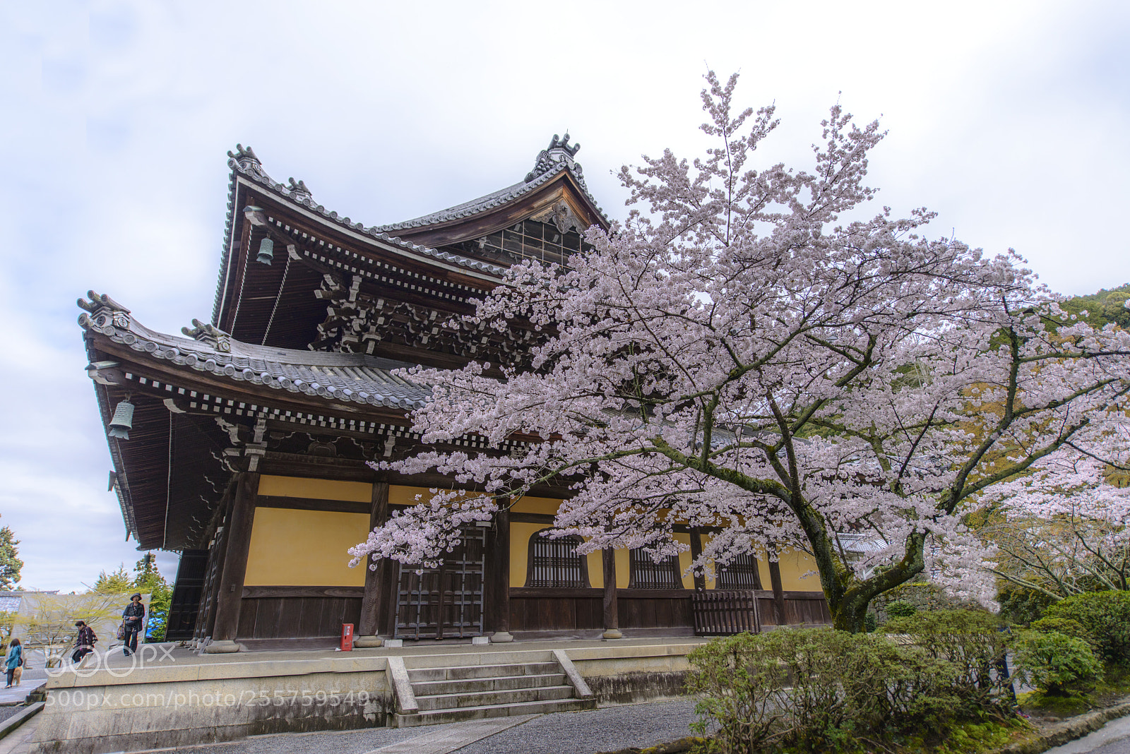 Nikon D800 sample photo. Sakura at nanzen-ji kyoto photography