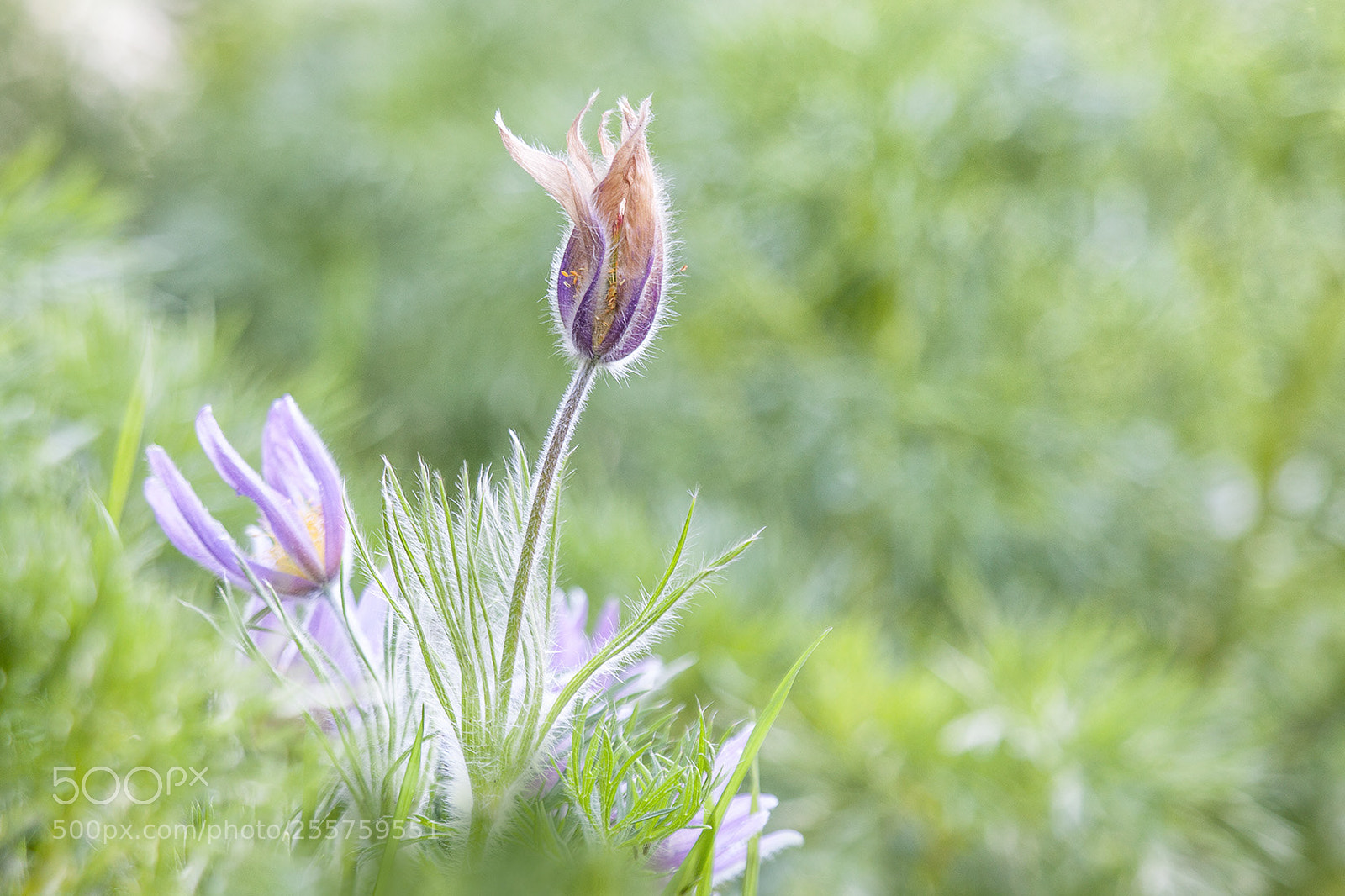 Canon EOS 50D sample photo. Kuhschellen photography