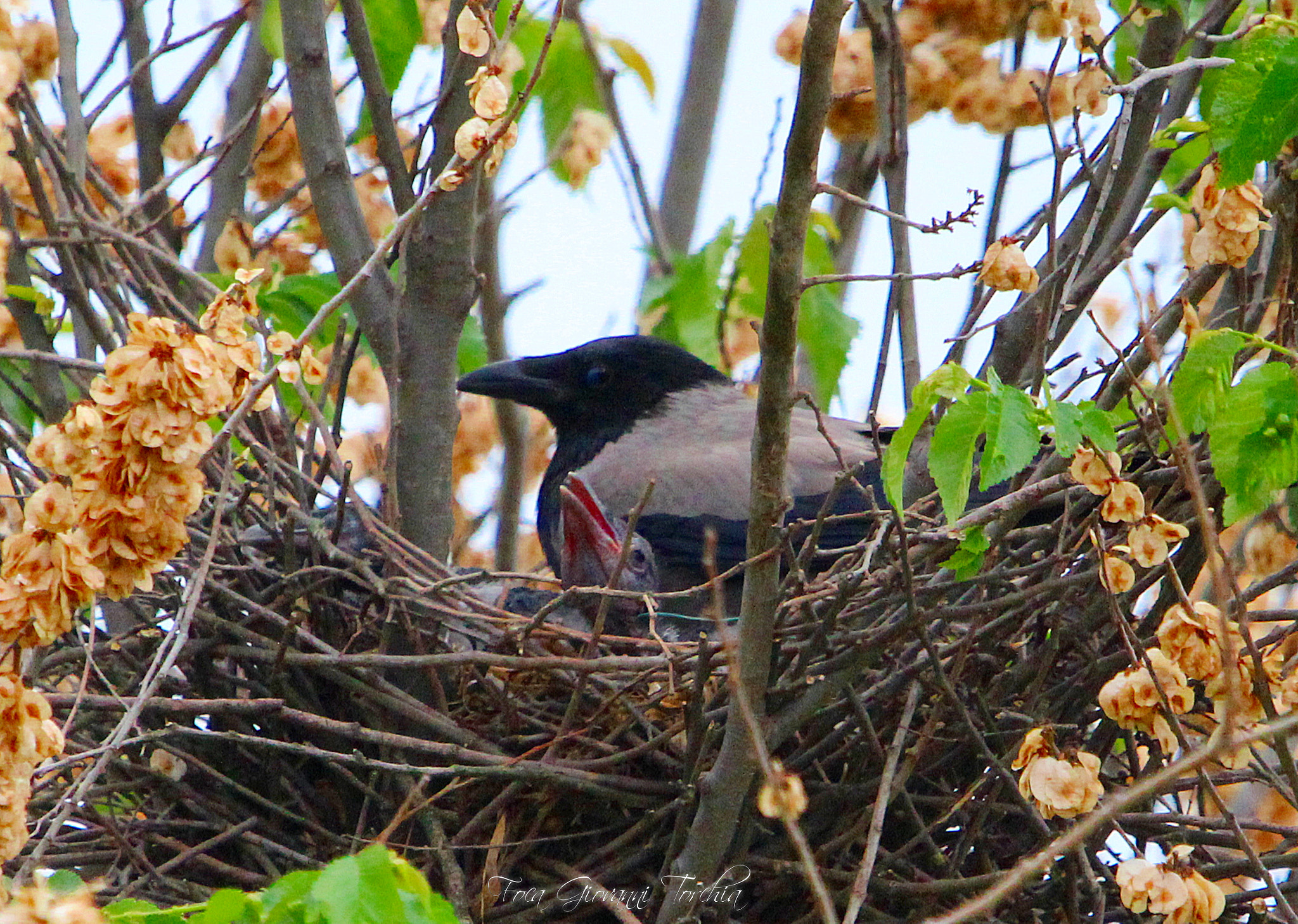 Sigma 150-600mm F5-6.3 DG OS HSM | C sample photo. Corvus cornix and chicks photography