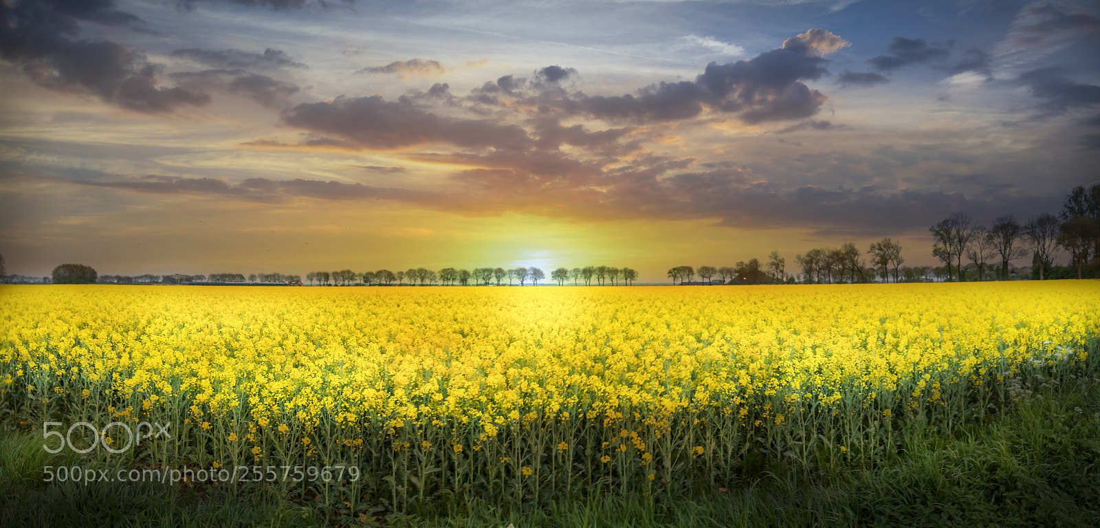 Canon EOS 5D Mark II sample photo. Yellow flowers photography