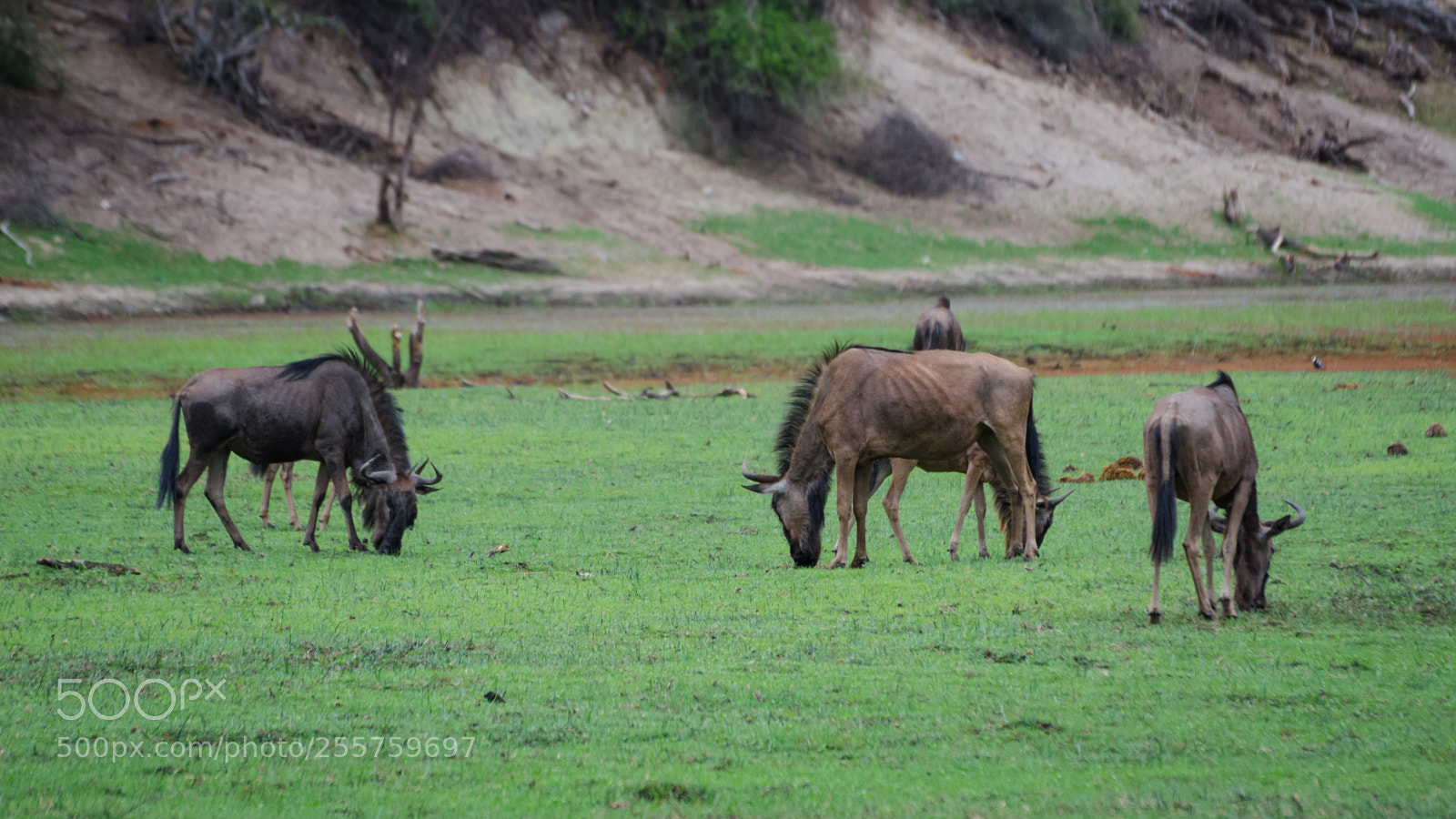 Nikon D7000 sample photo. Blue wildebeests photography