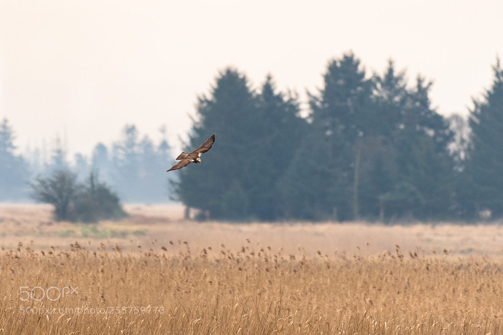 Nikon D500 sample photo. In the marsh photography