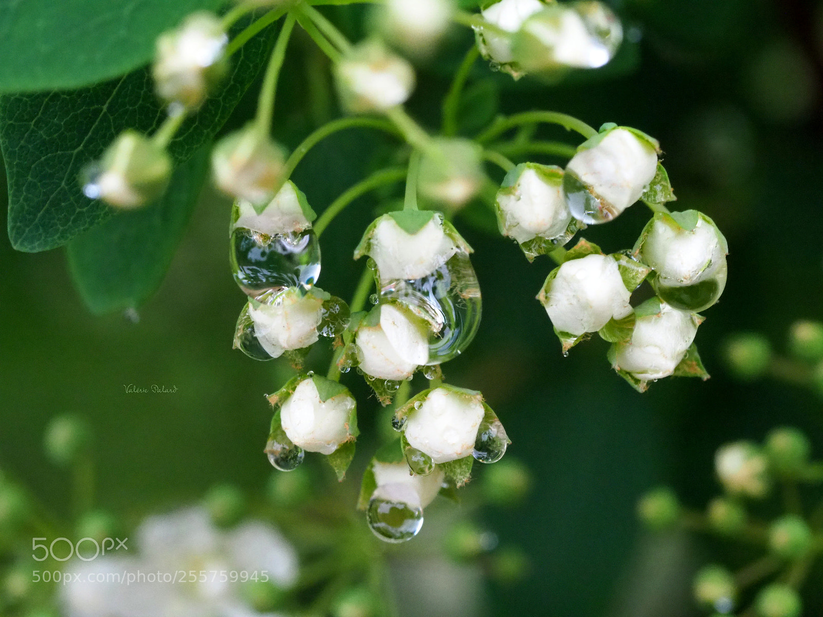 Olympus OM-D E-M1 Mark II sample photo. Spir e perles de photography