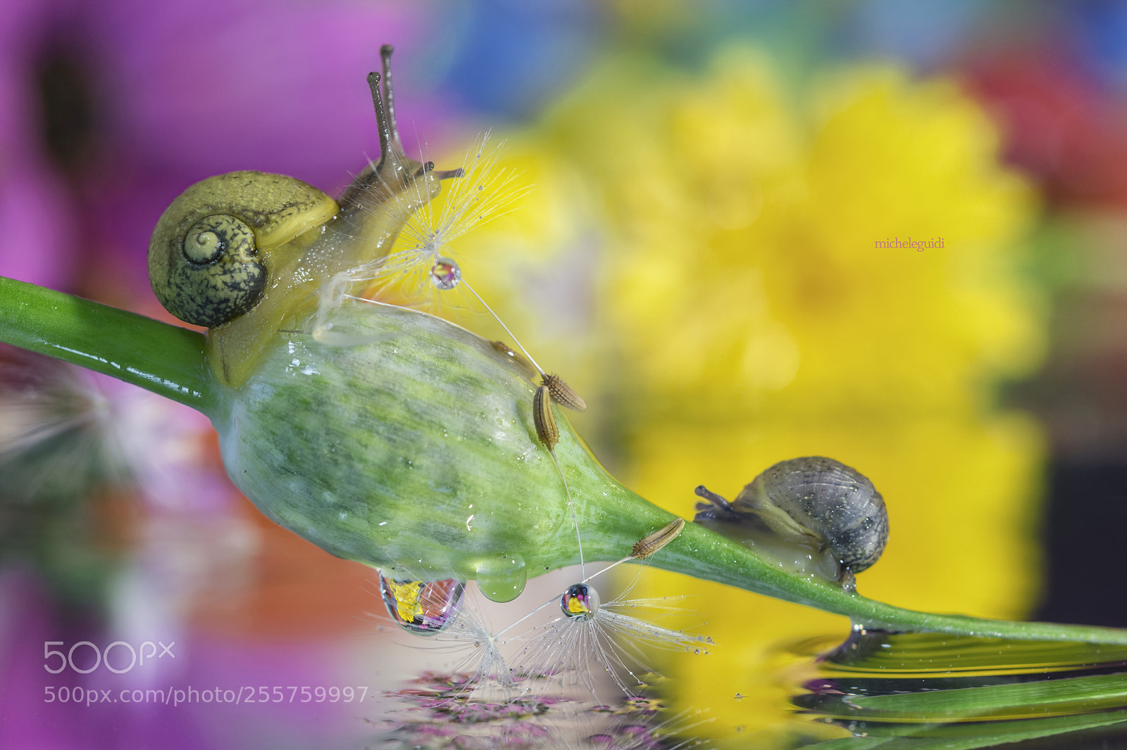 Nikon D7200 sample photo. Snail & flowers photography