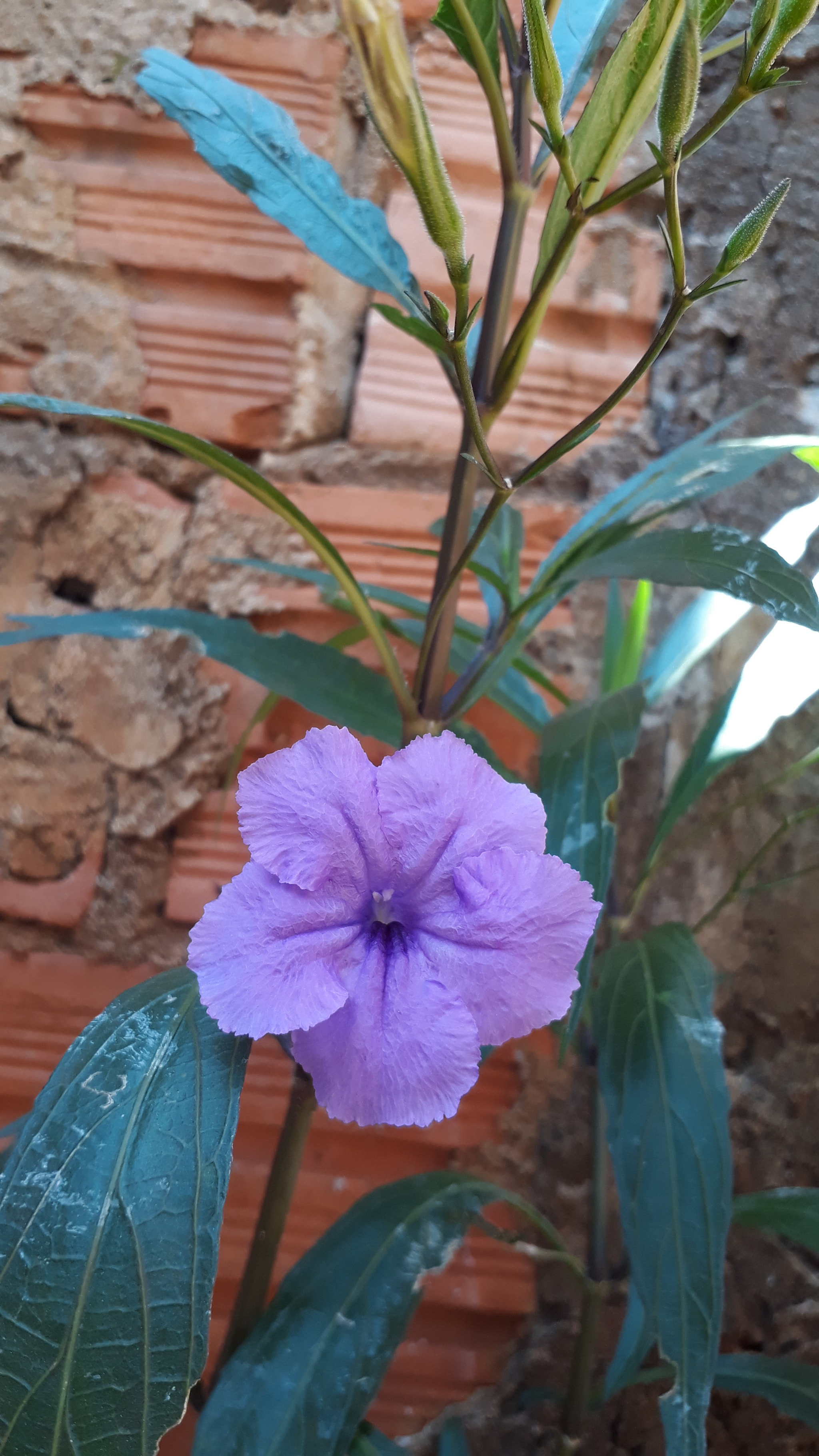 Samsung Galaxy J7 Prime sample photo