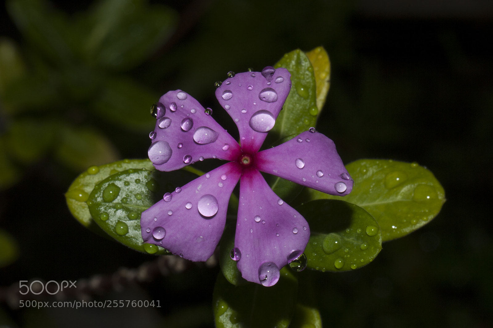 Canon EOS 5D Mark II sample photo. Untitled photography