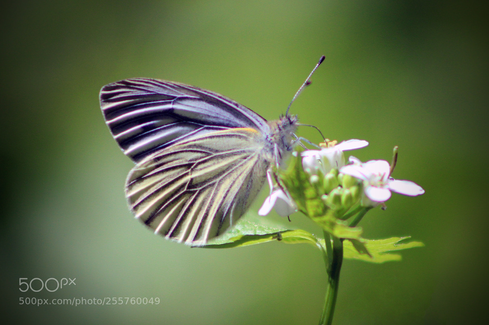 Canon EOS 600D (Rebel EOS T3i / EOS Kiss X5) sample photo. Butterfly photography