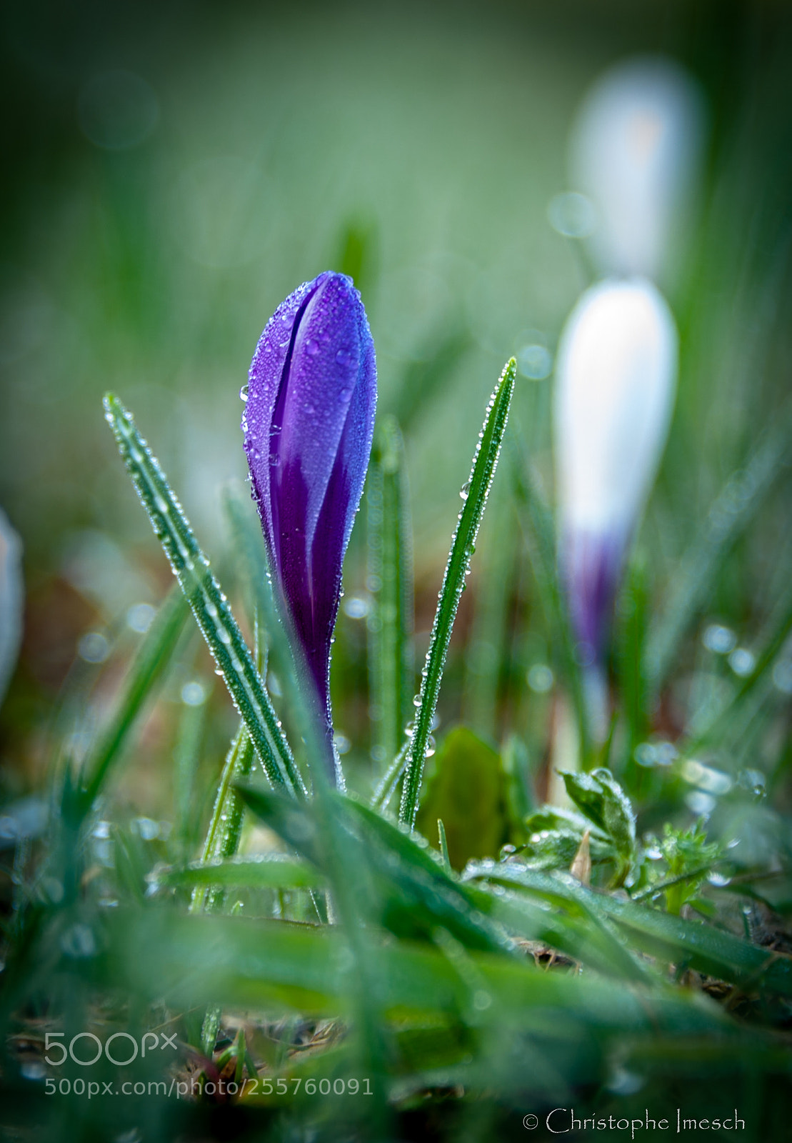Nikon D700 sample photo. Crocus photography