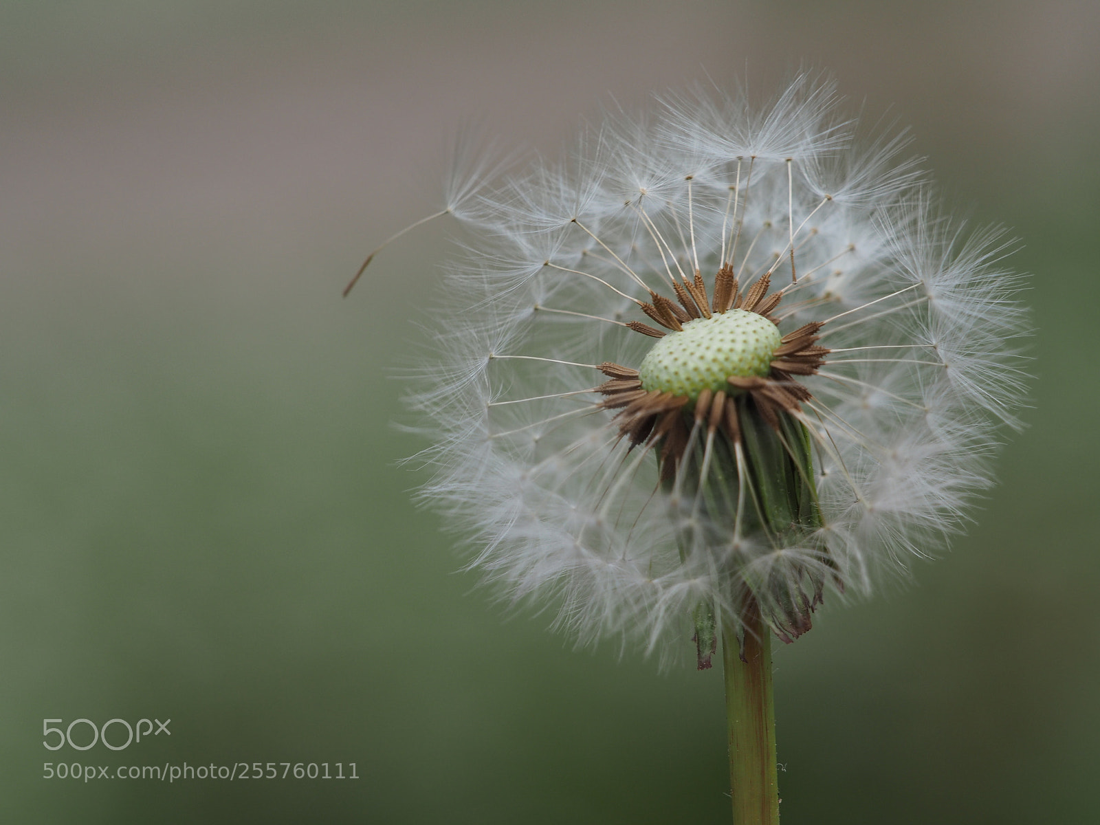 Olympus OM-D E-M5 II sample photo. Pusteblume photography