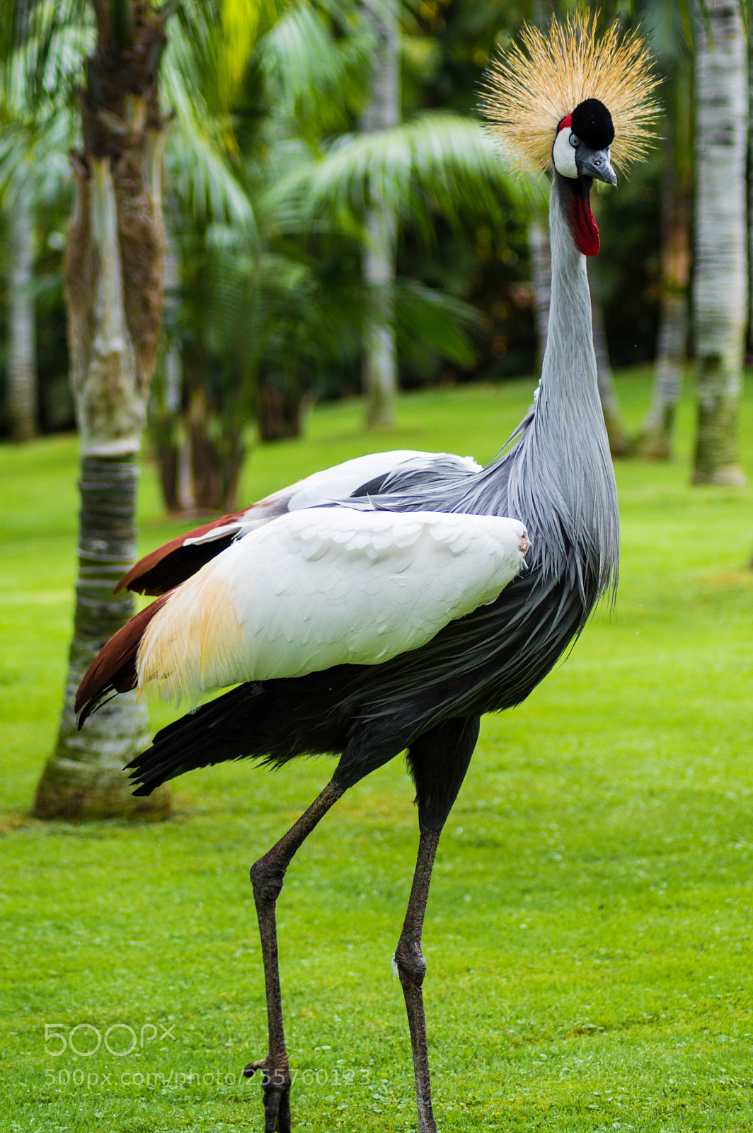 Nikon D3200 sample photo. Grulla photography