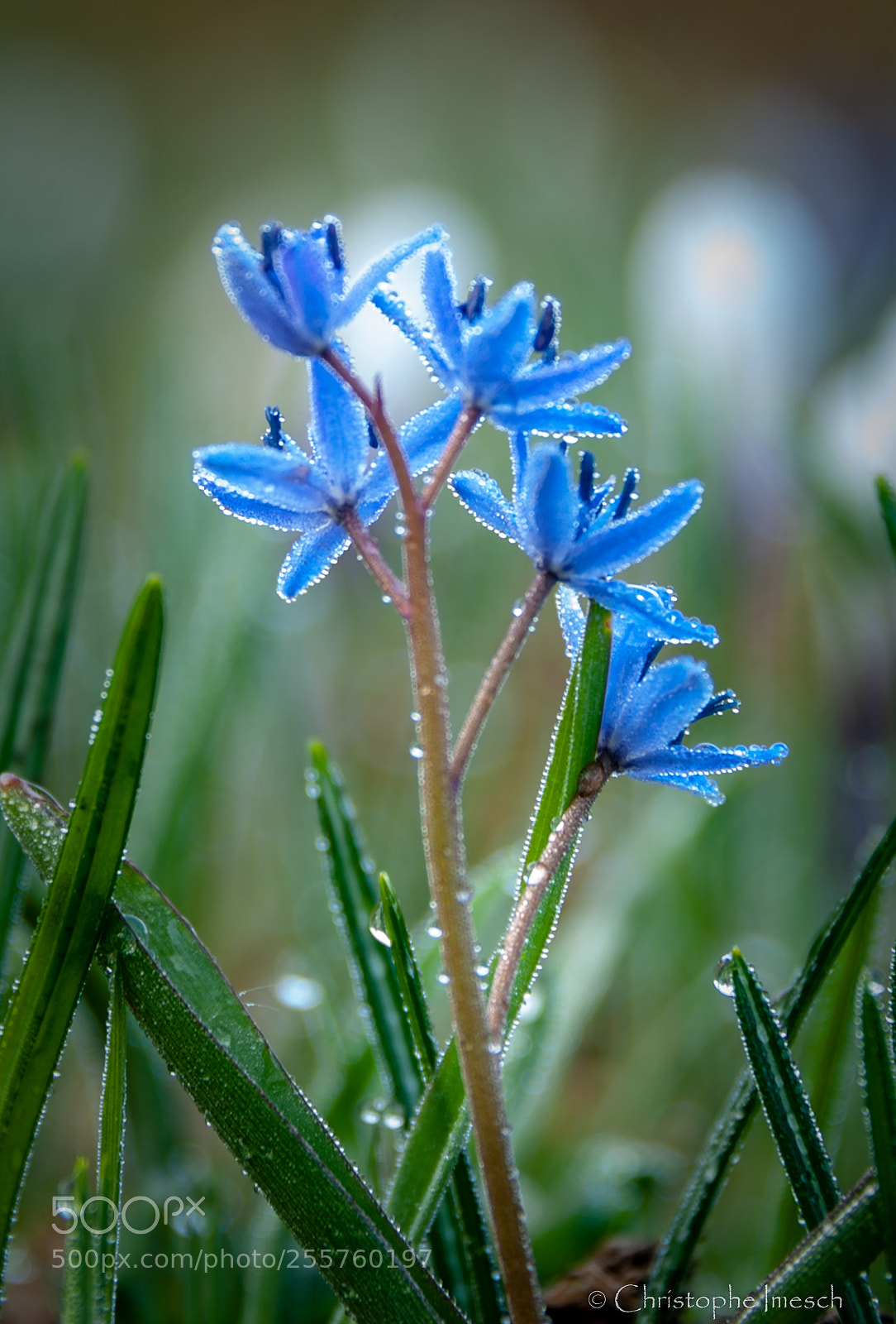 Nikon D700 sample photo. Jura parc photography
