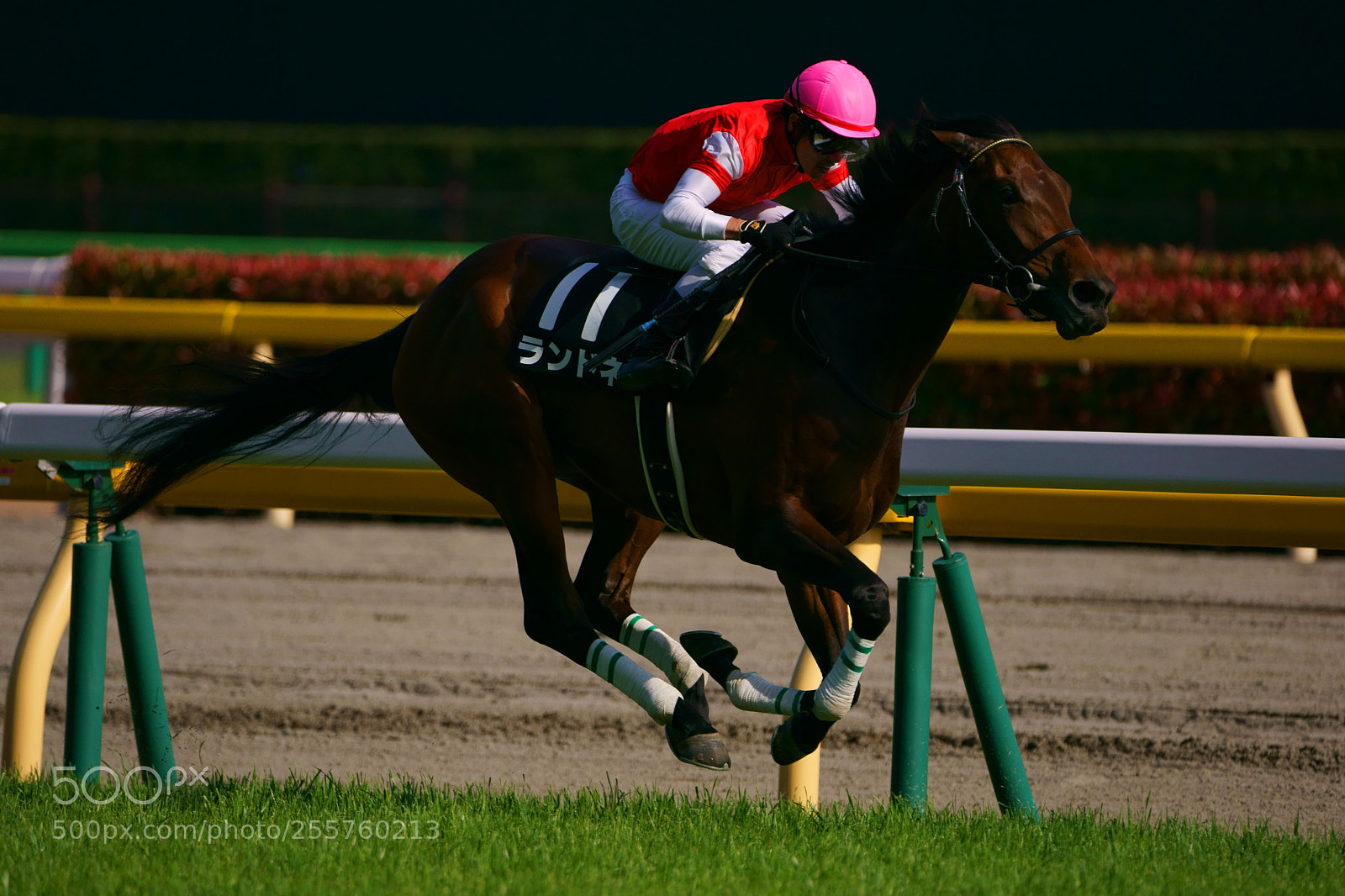 Sony a9 sample photo. Horse race photography