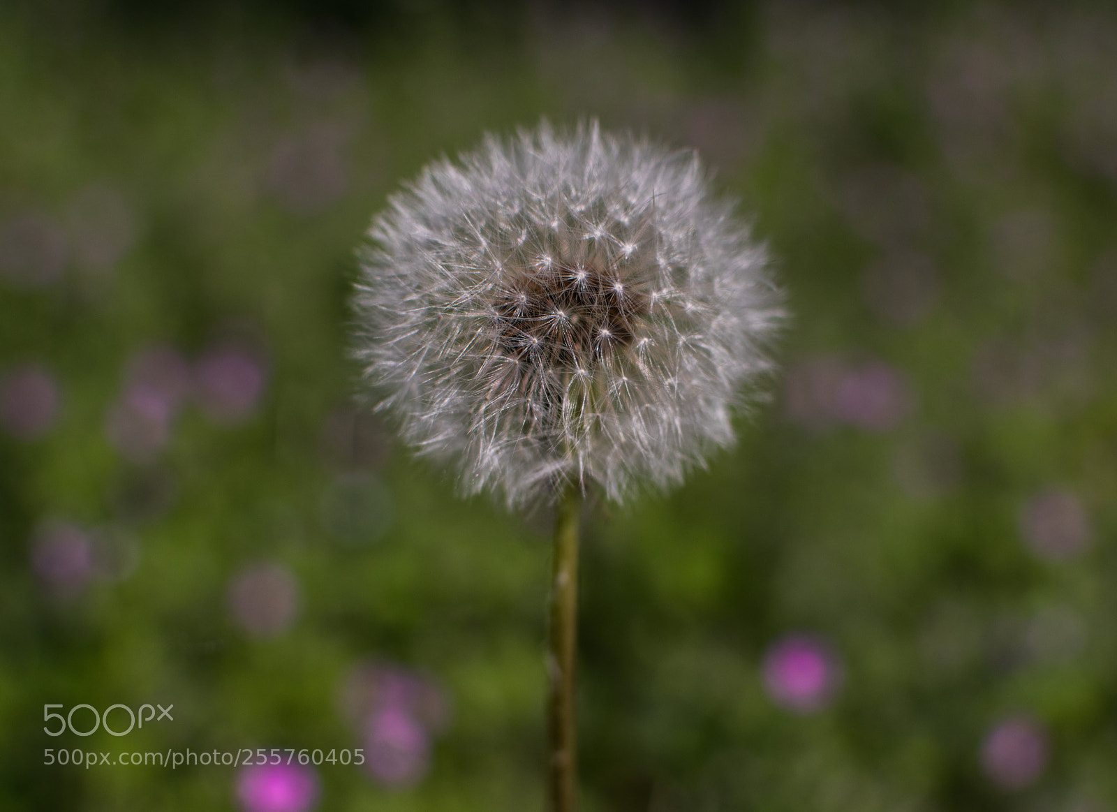 Nikon D5500 sample photo. Pissenlit photography