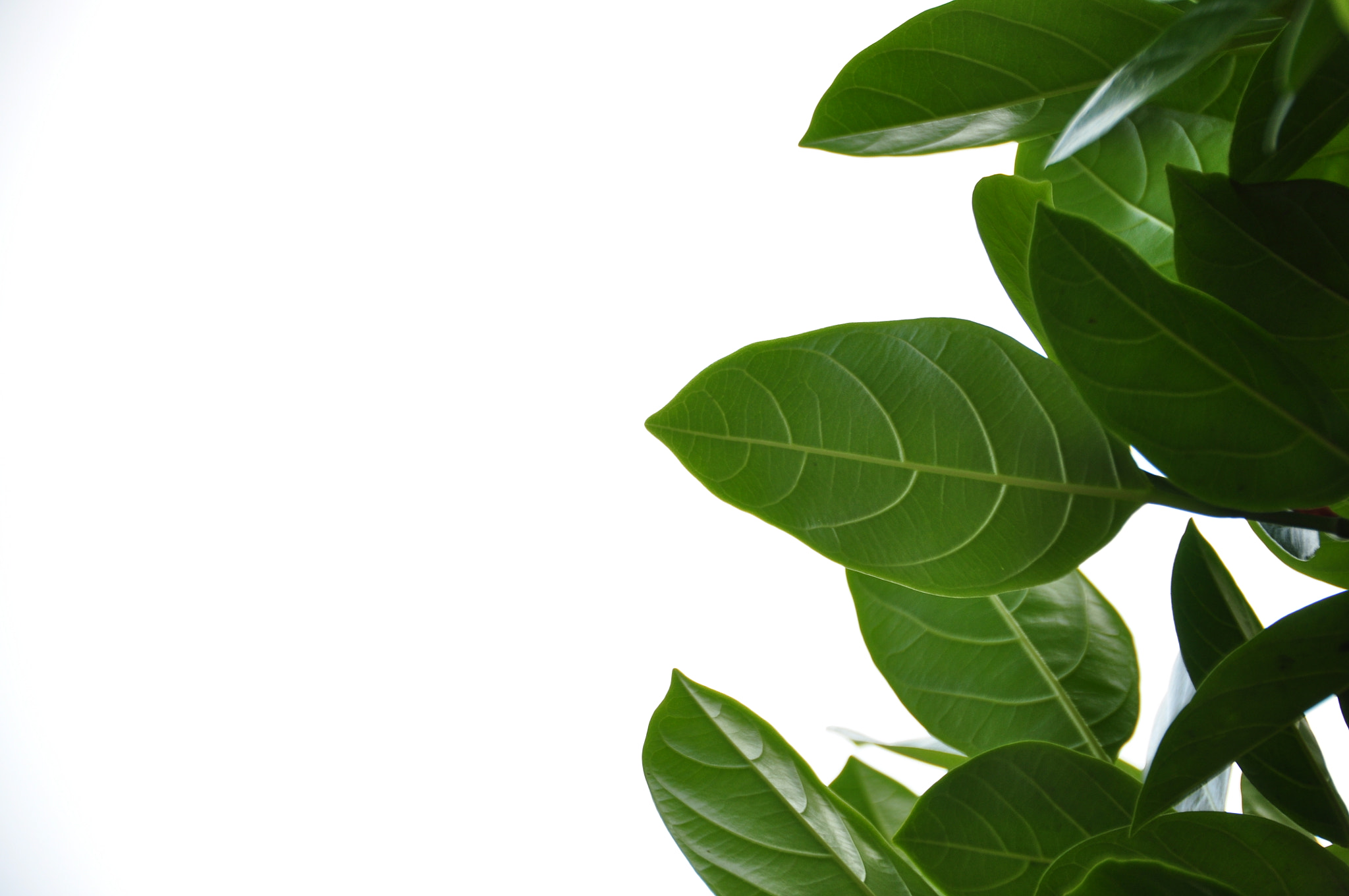 Nikon D90 sample photo. Leaves jackfruit photography