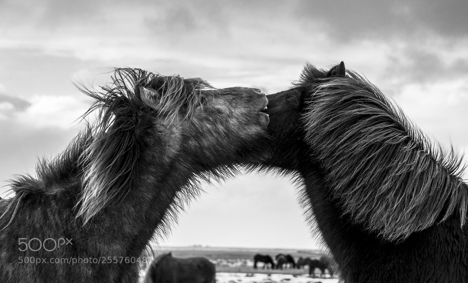 Nikon D300 sample photo. Icelandic horse 5636 photography