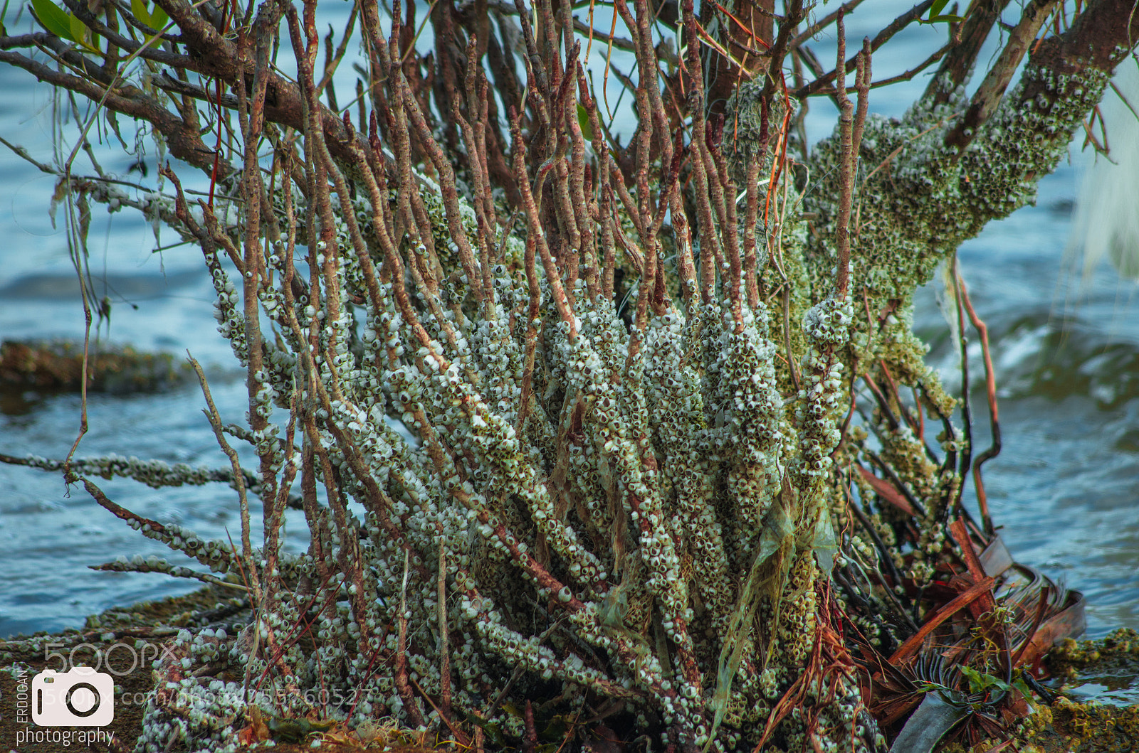 Pentax K-30 sample photo. River roots photography