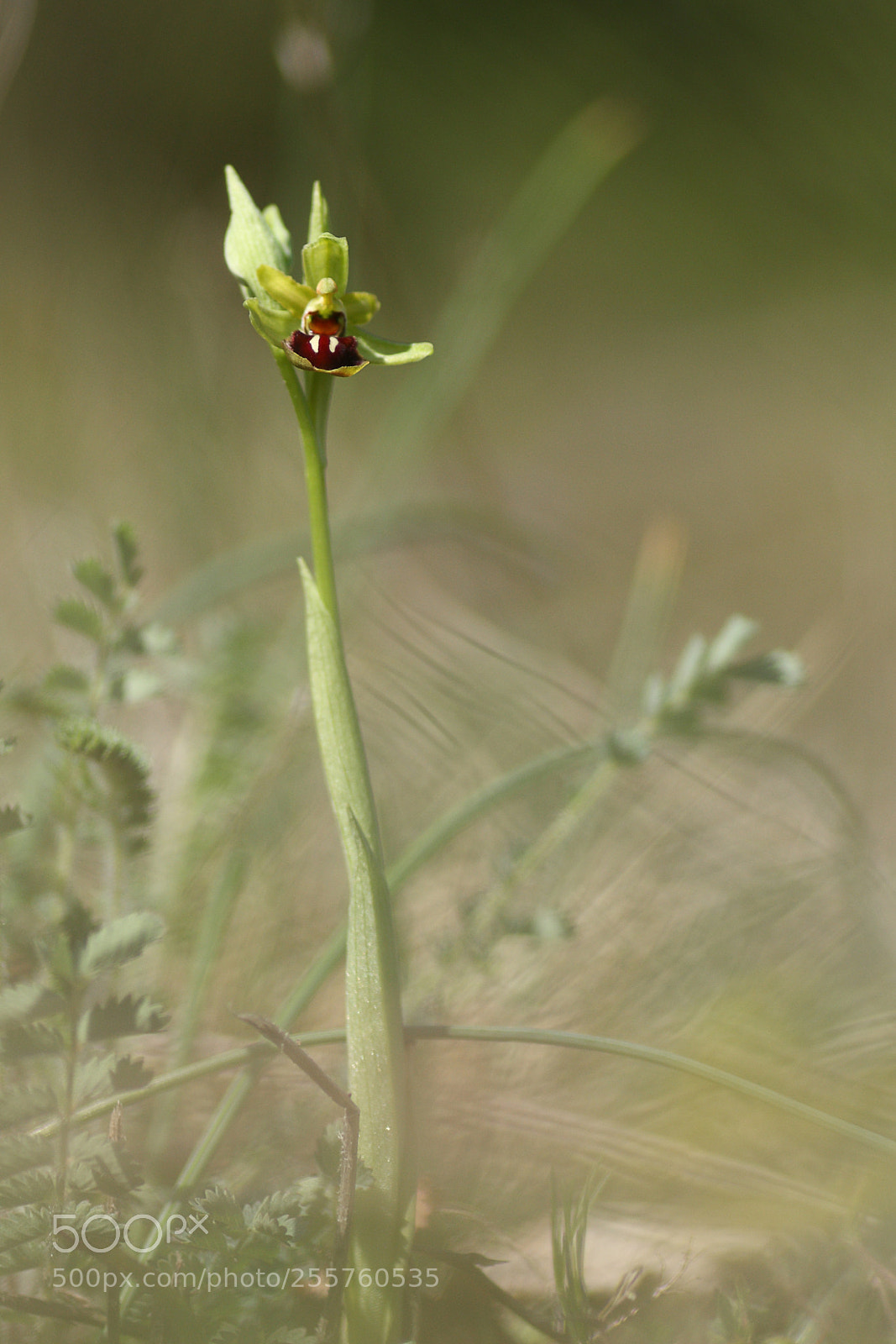 Canon EOS 40D sample photo. Orchis araignee photography