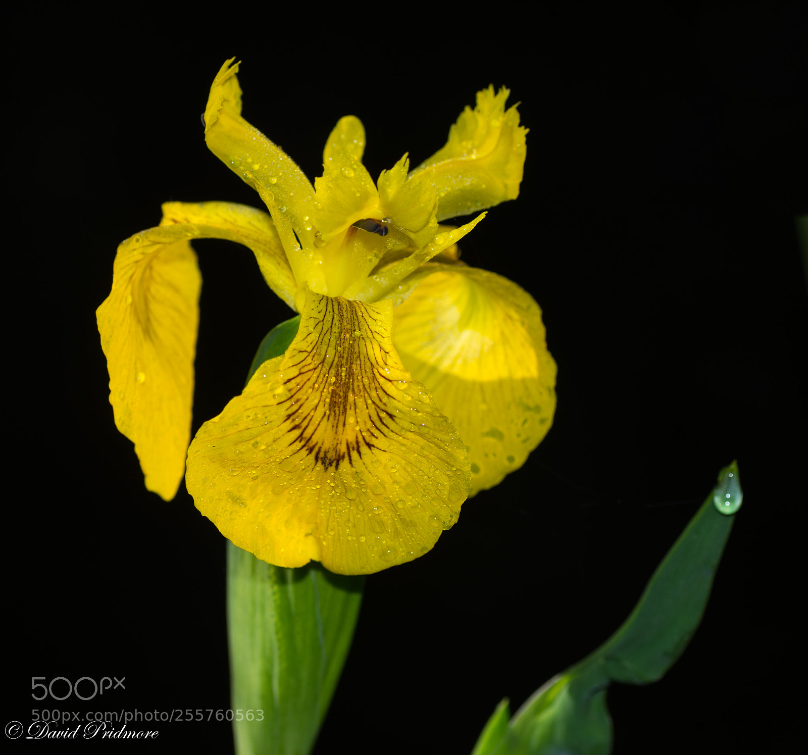 Nikon D7200 sample photo. Iris photography