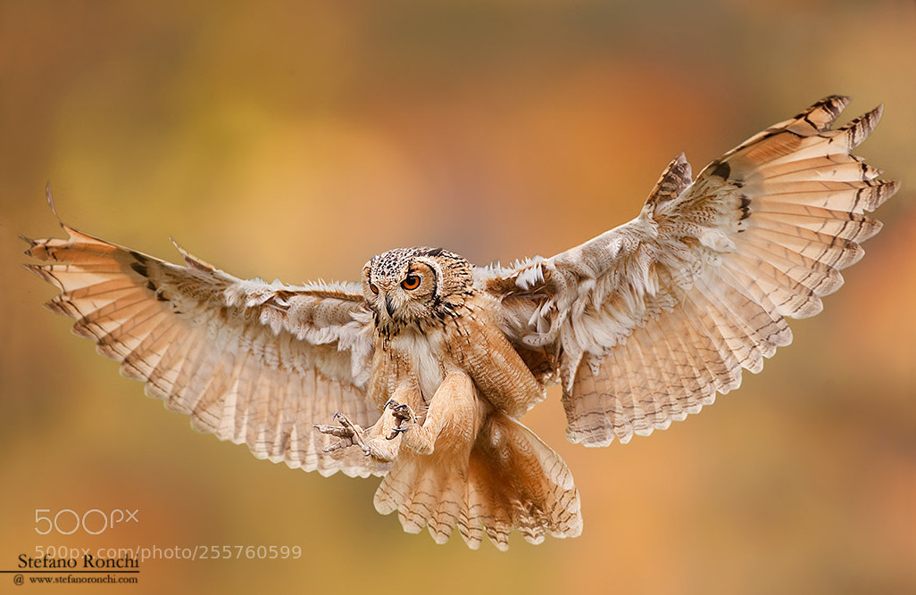 Canon EOS-1D Mark III sample photo. Landing photography
