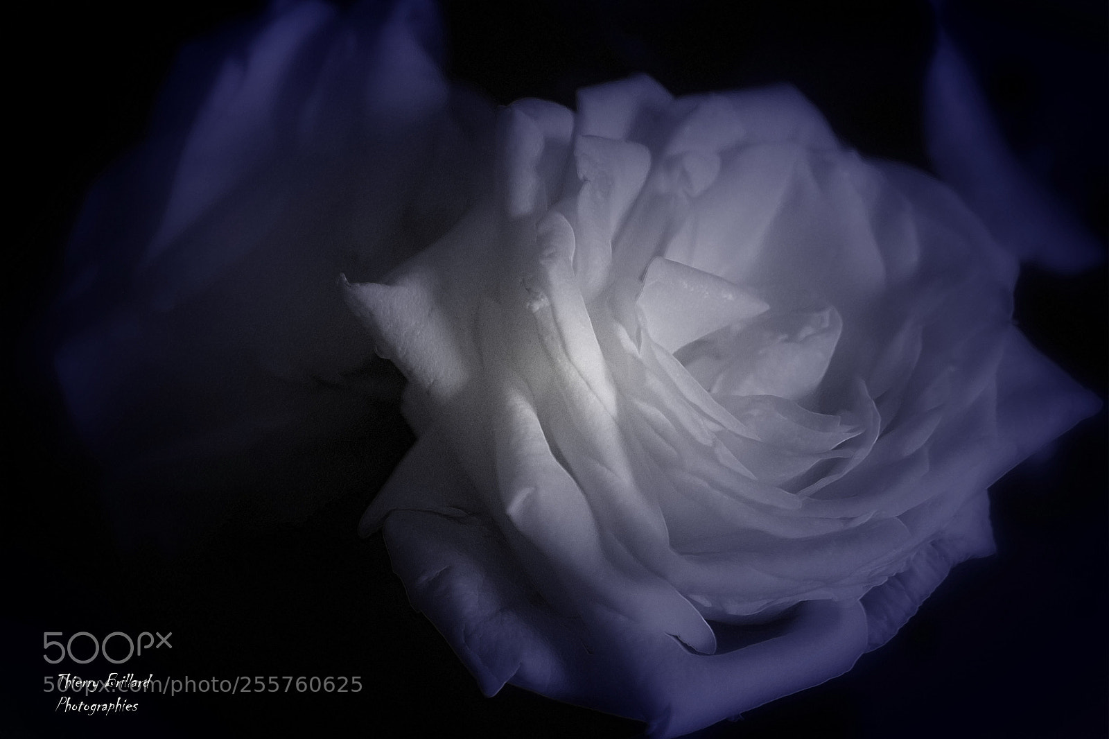 Canon EOS 600D (Rebel EOS T3i / EOS Kiss X5) sample photo. Rose blanche nocturne photography