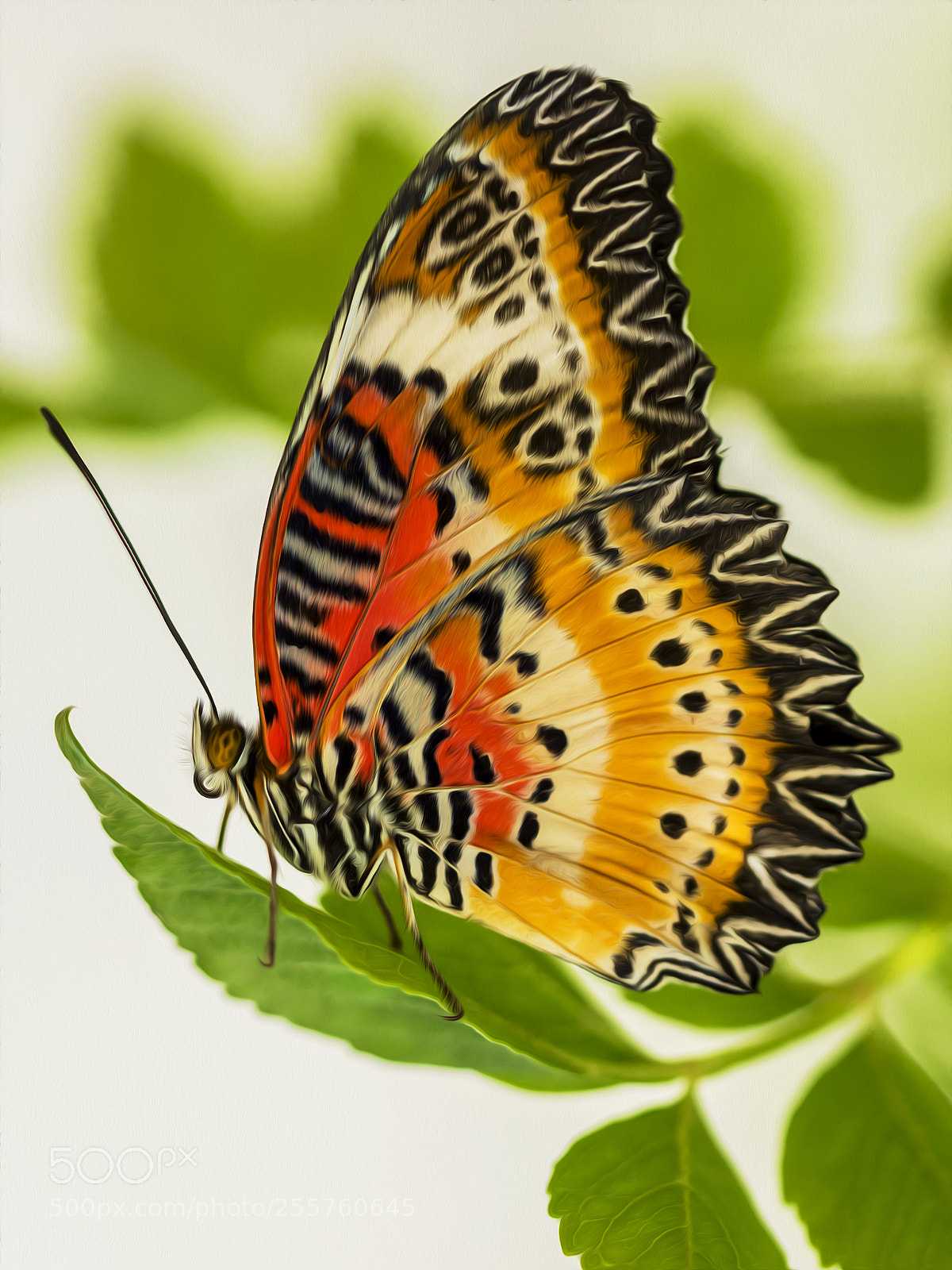 Nikon D7200 sample photo. Butterfly painting photography
