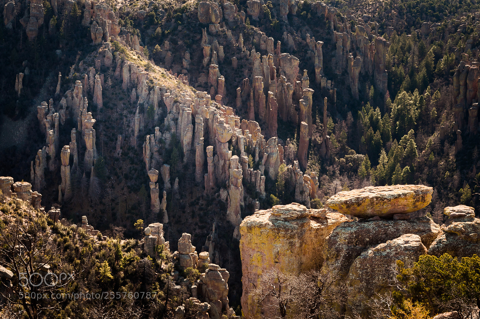 Nikon D5000 sample photo. Chiricahua photography