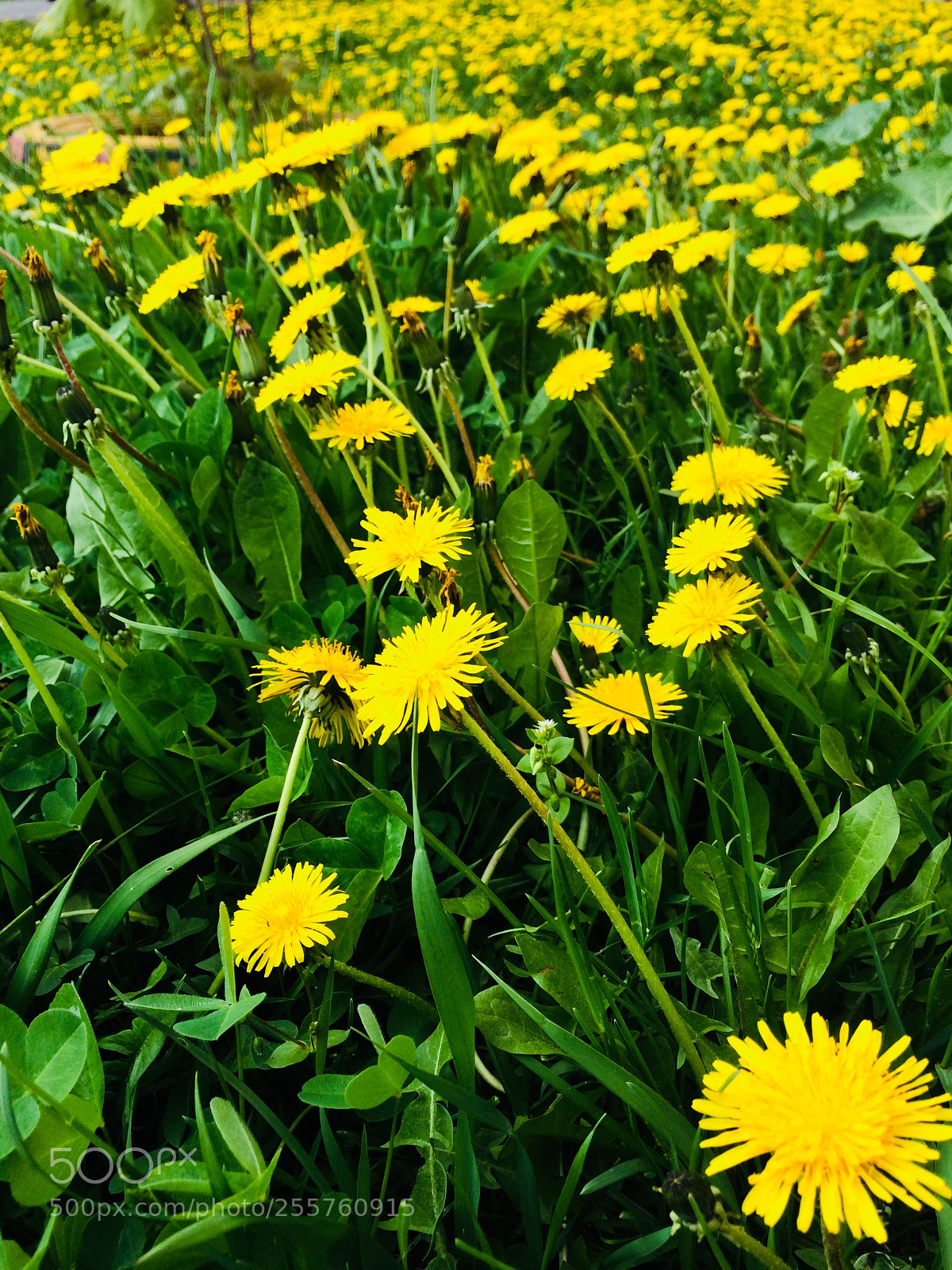 Apple iPhone 5s sample photo. Одуванчик  photography