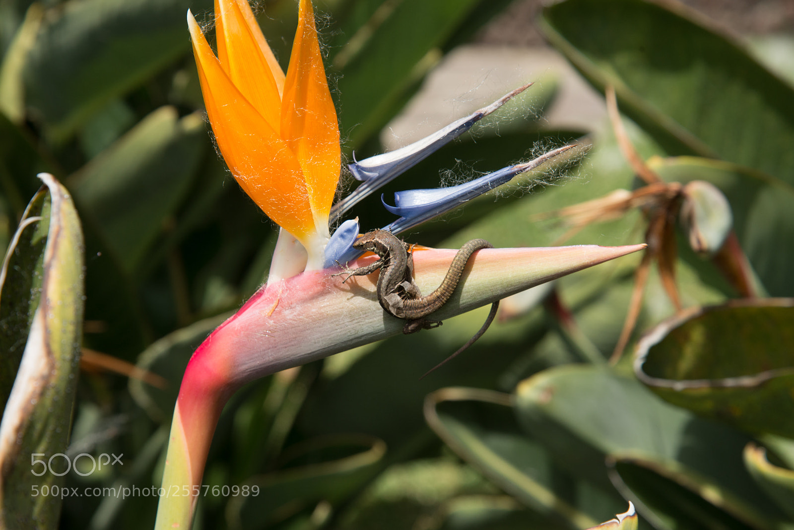 Nikon D610 sample photo. Strelicie mit echse photography