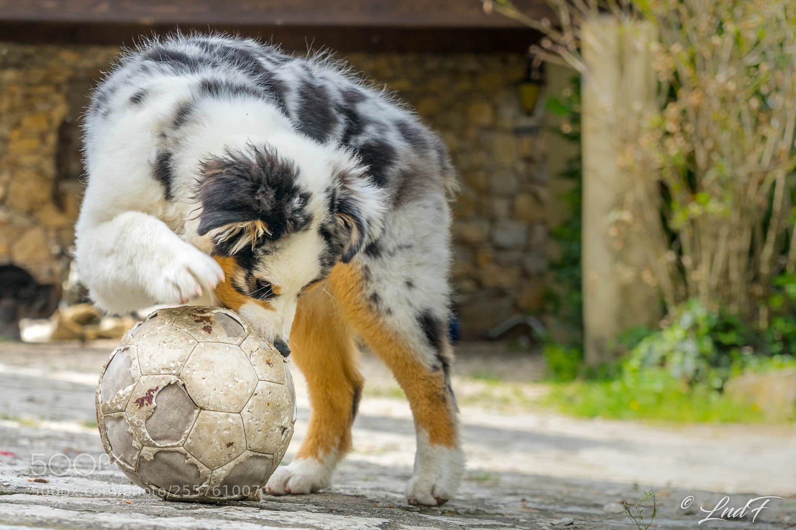 Sony a7 sample photo. Playtime photography