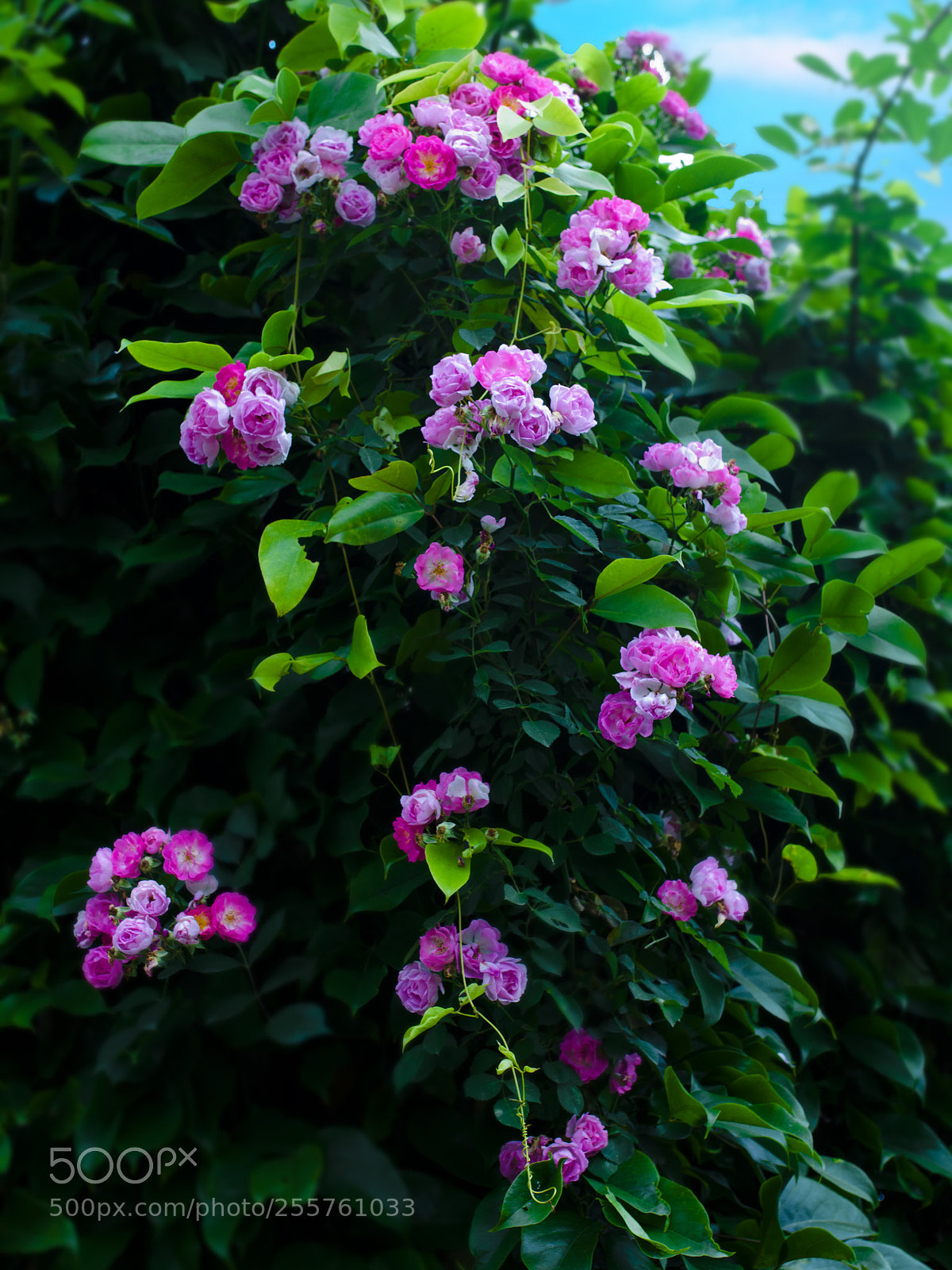 Canon EOS 550D (EOS Rebel T2i / EOS Kiss X4) sample photo. Seven sisters photography