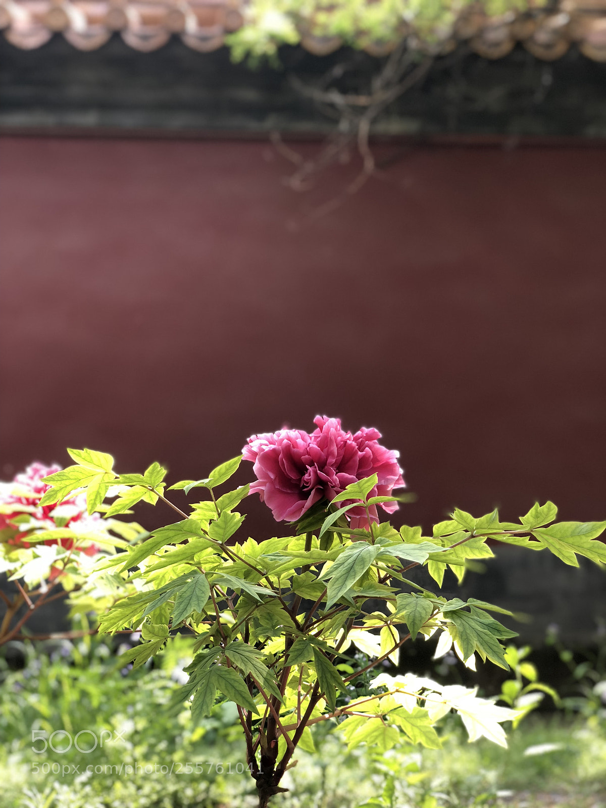 Apple iPhone X sample photo. Flower photography