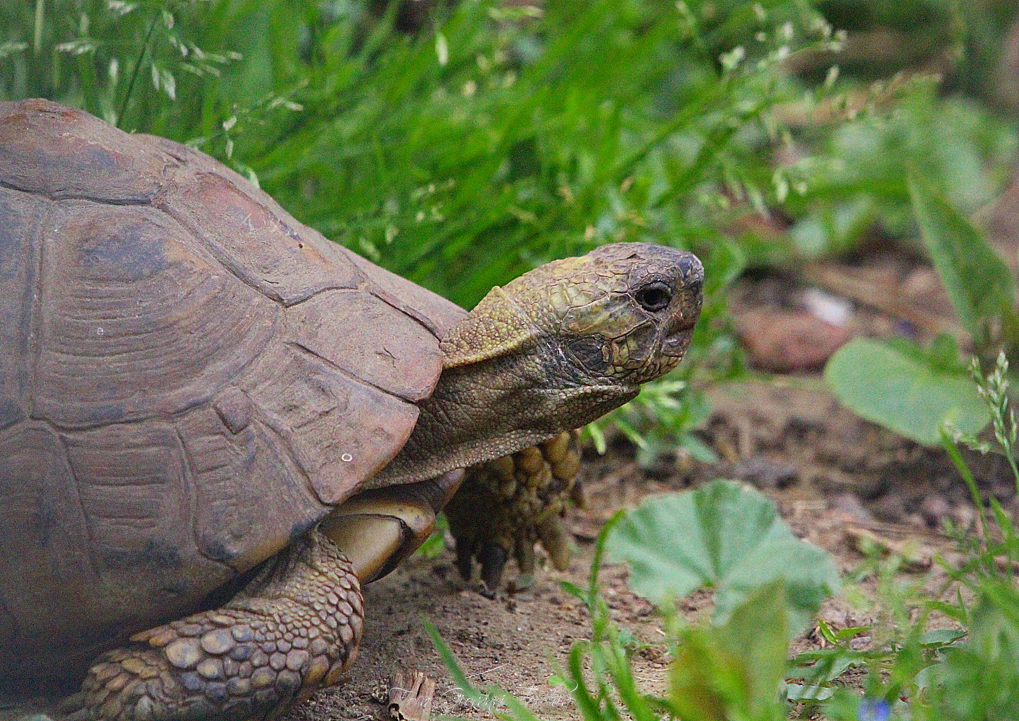 Sigma 150-600mm F5-6.3 DG OS HSM | C sample photo. Testudo marginata photography