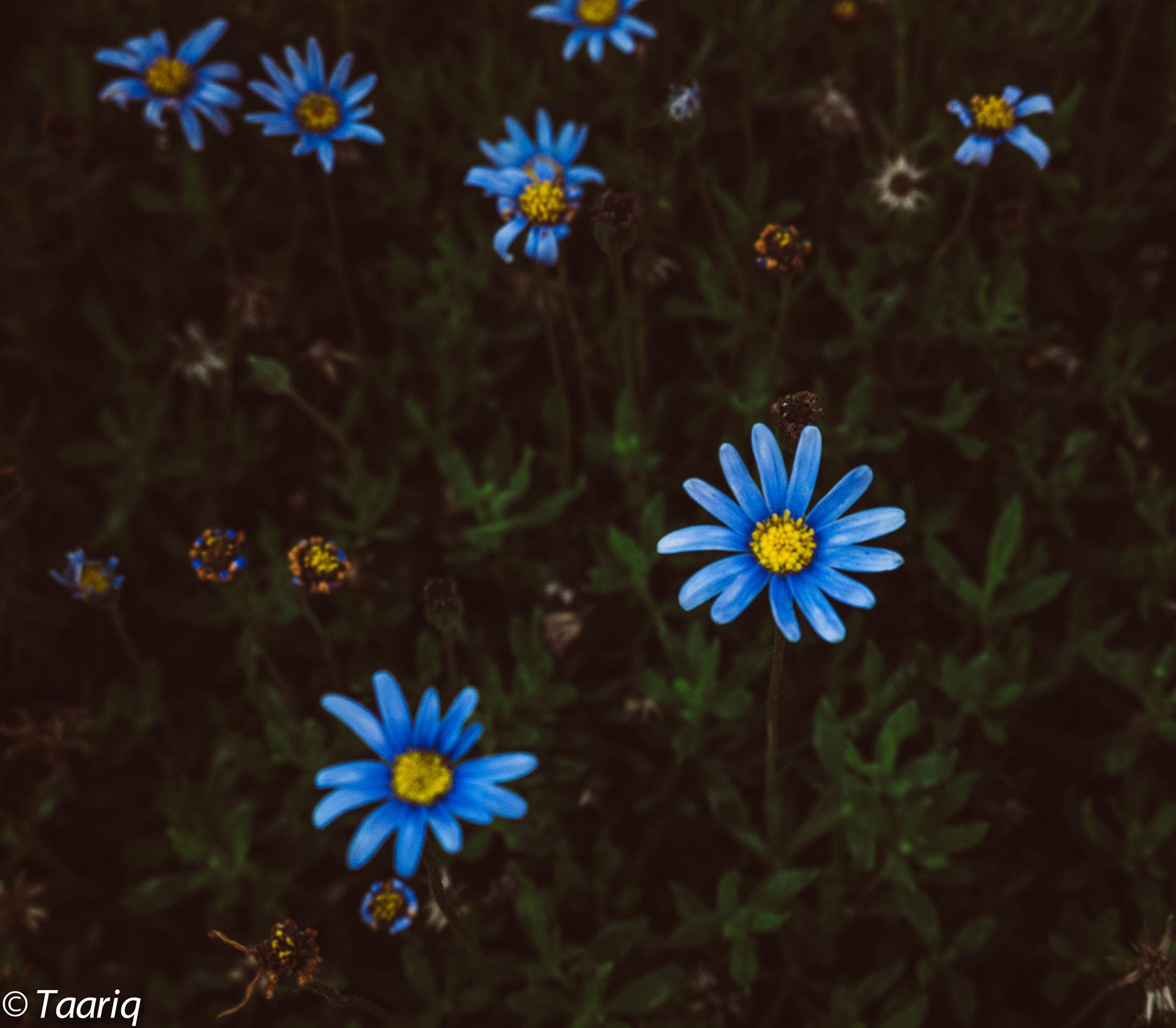 Panasonic Lumix DMC-GF6 sample photo. Flowers photography