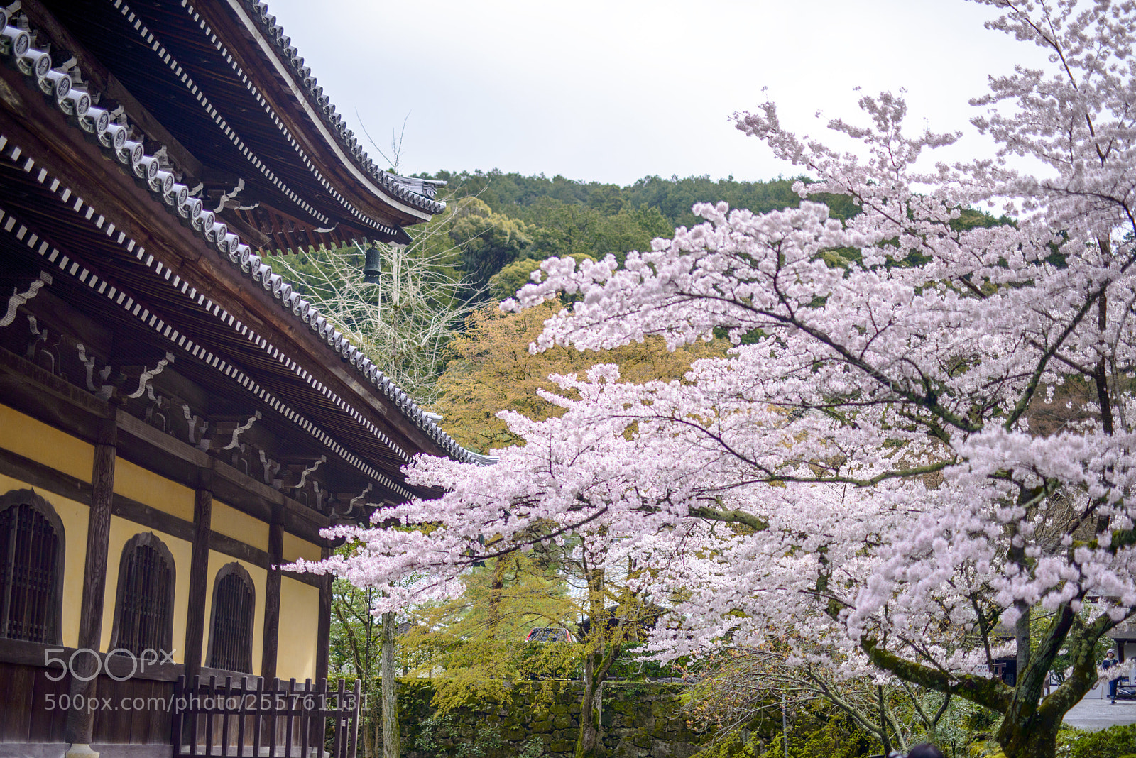 Nikon D800 sample photo. Sakura at nanzen-ji photography