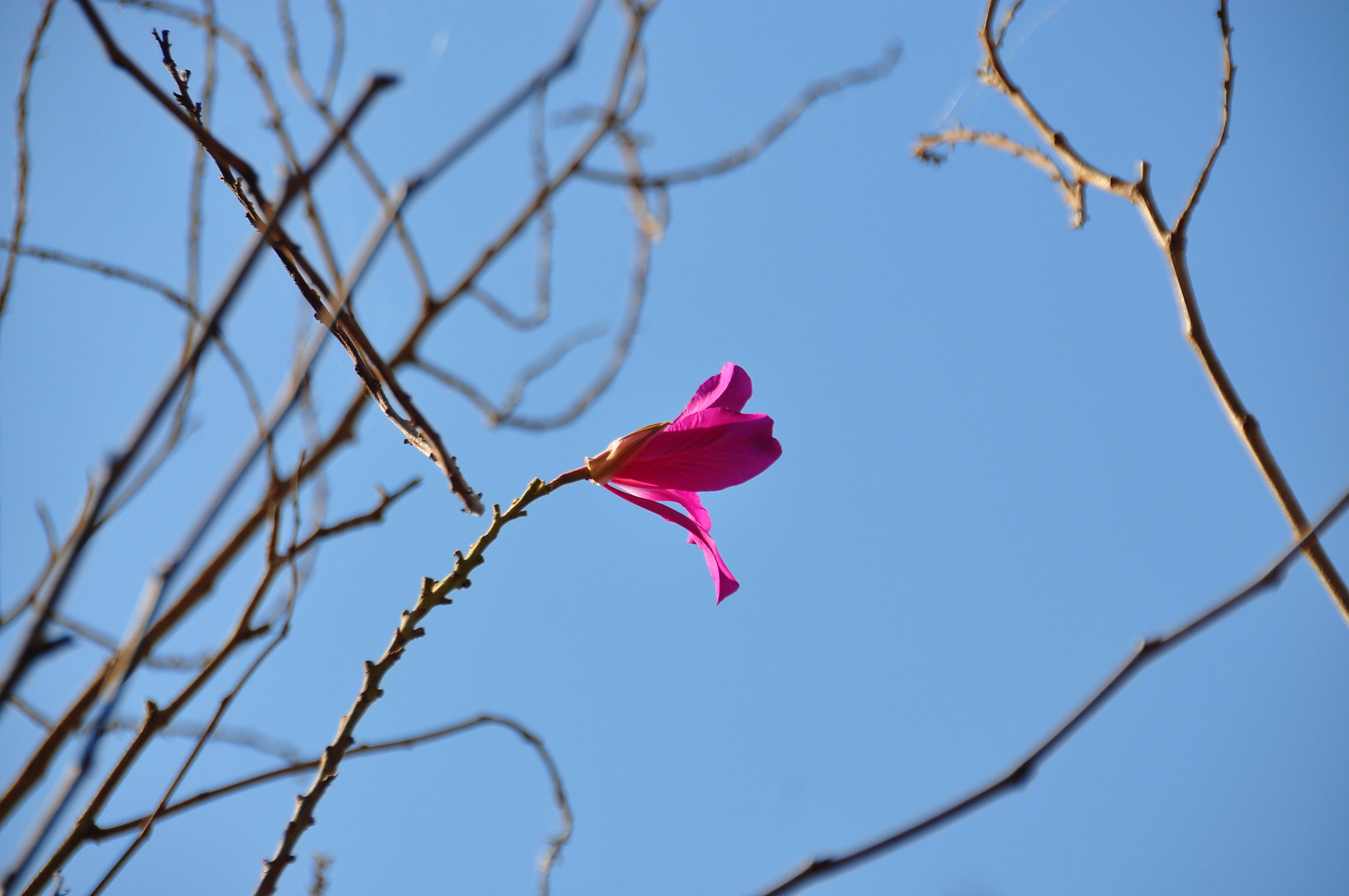 Nikon D90 sample photo. Flowering balconies photography