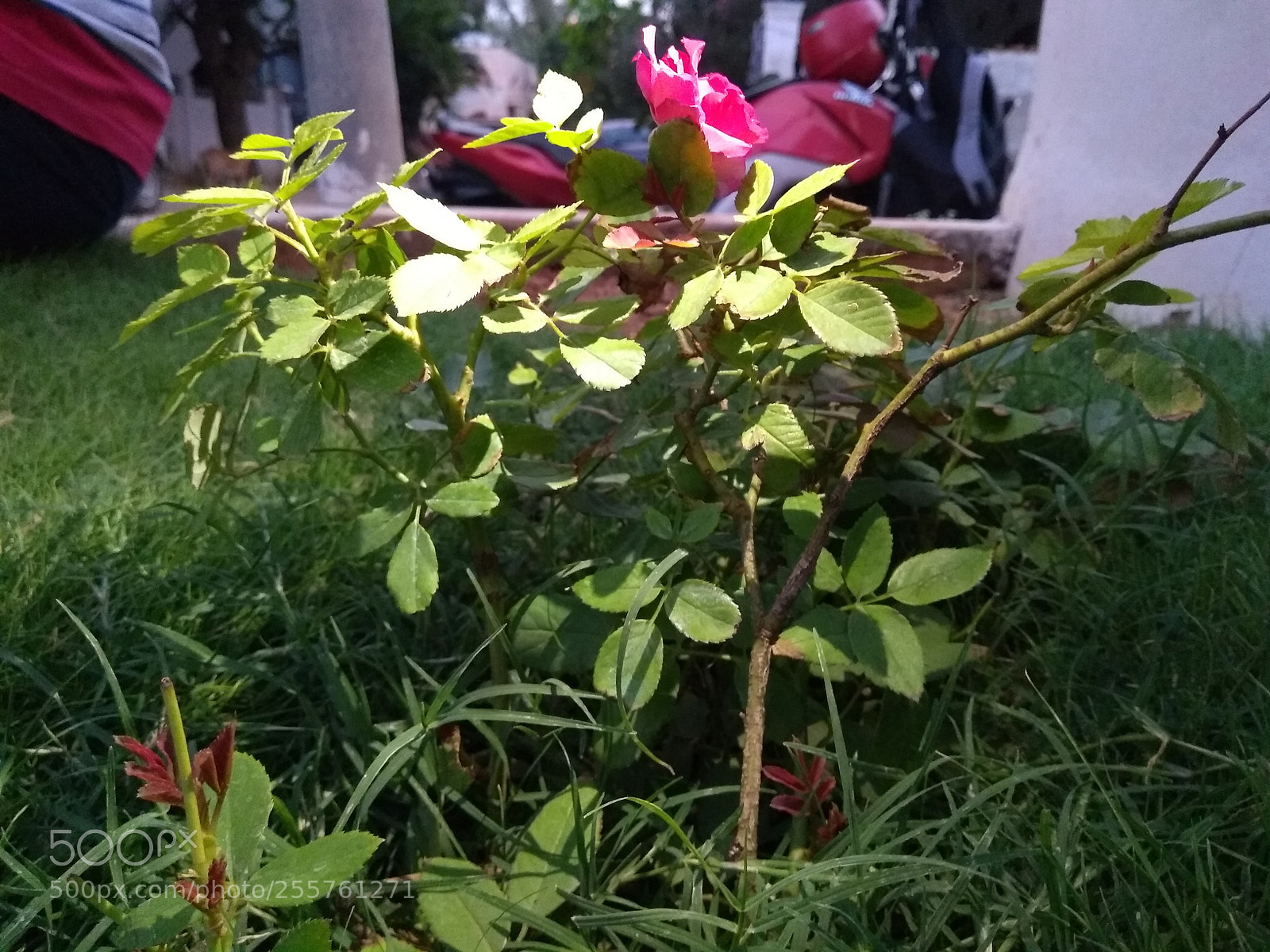 Motorola Moto G (5S) Plus sample photo. Rose in a garden photography