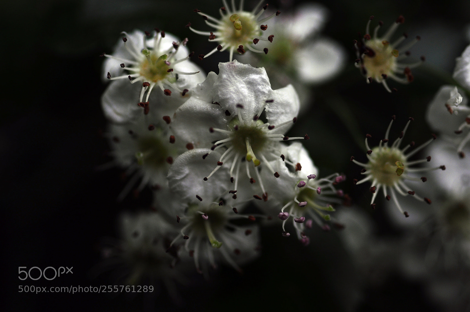 Nikon D90 sample photo. Vegetal firework photography