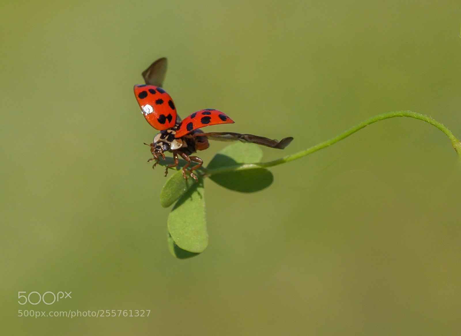 Olympus OM-D E-M1 Mark II sample photo. Ladybug on the leaves photography