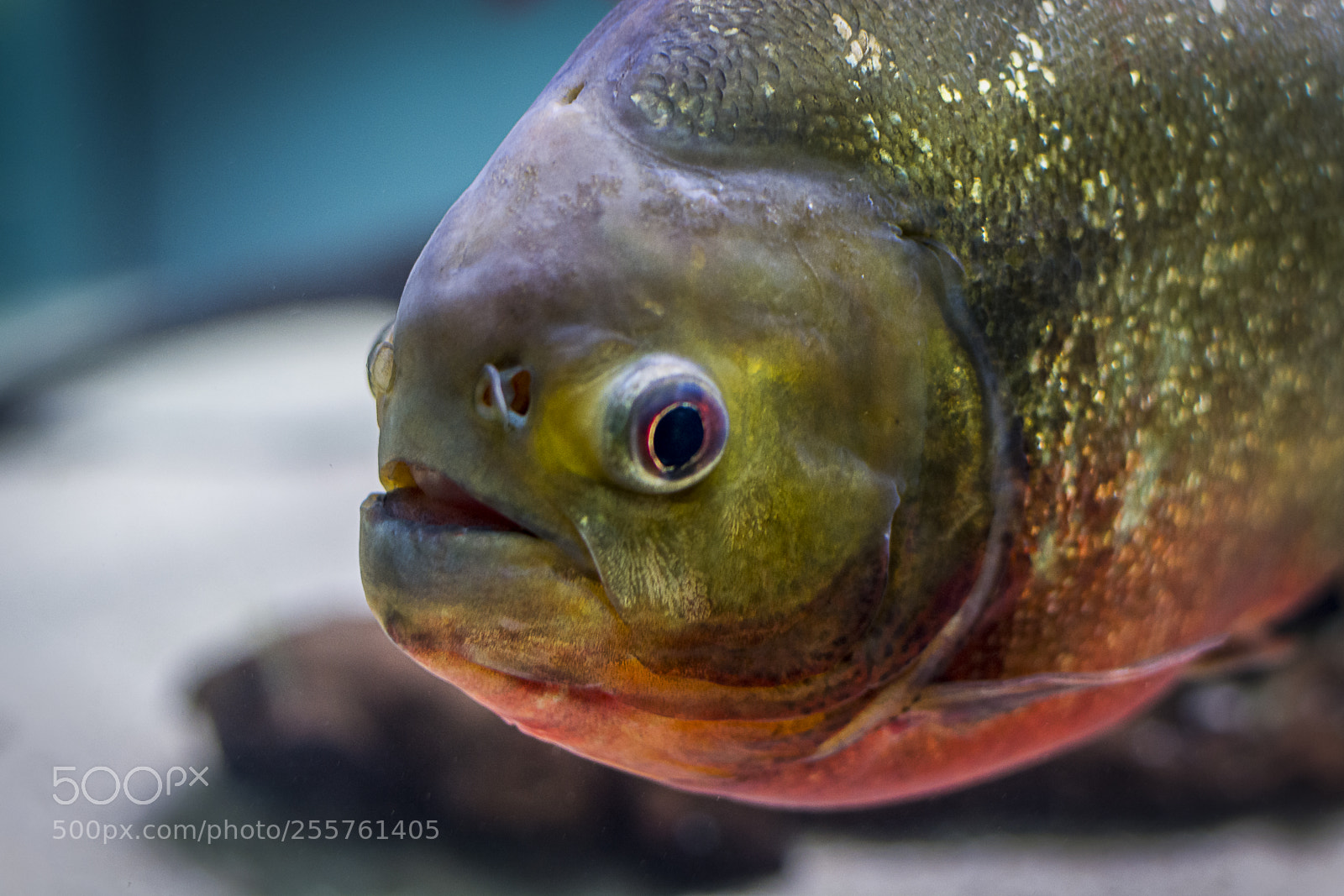 Nikon D5200 sample photo. Piranha photography